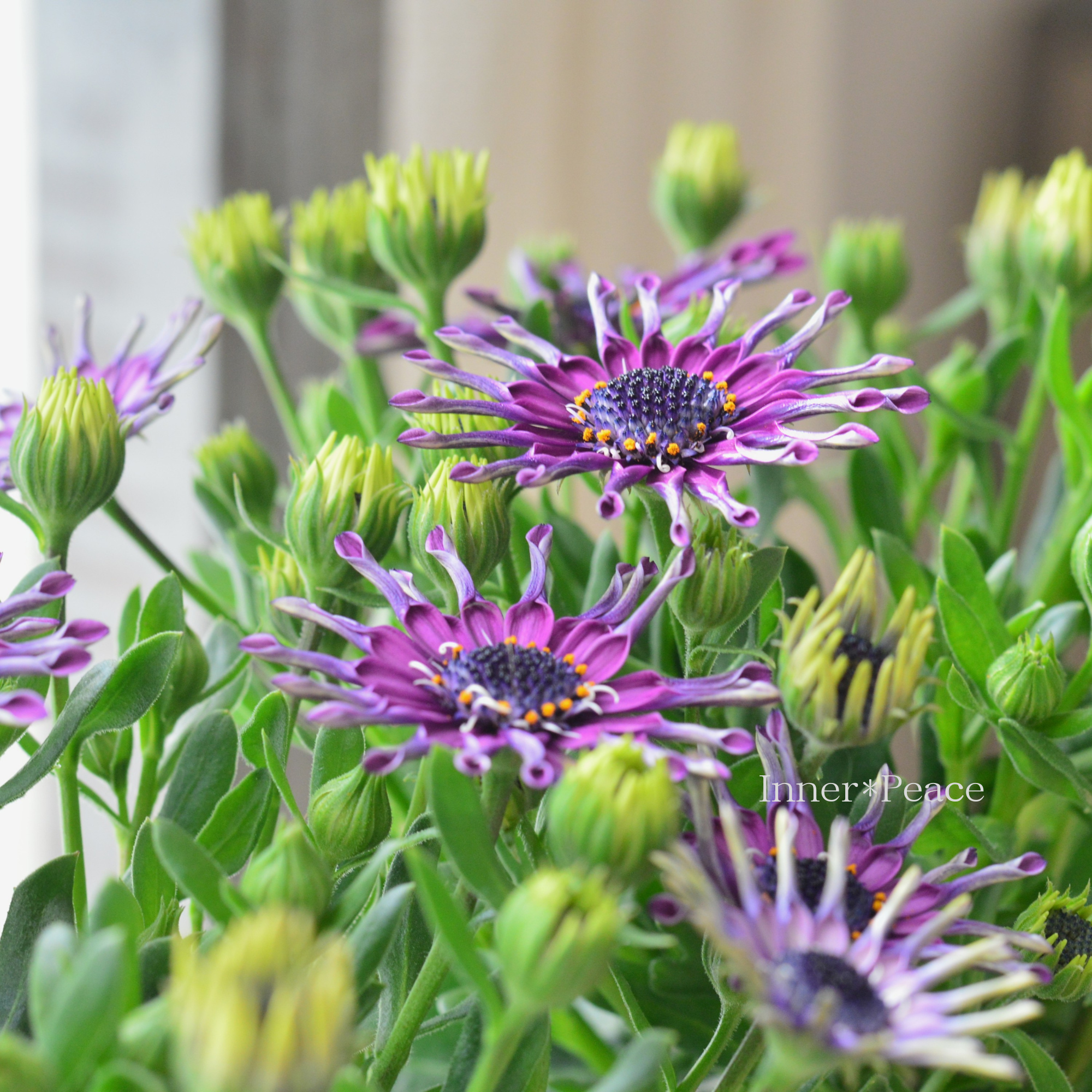 【スプーン咲き】 オステオスペルマム　『マルガリータ・パープル系』   3.5寸POT