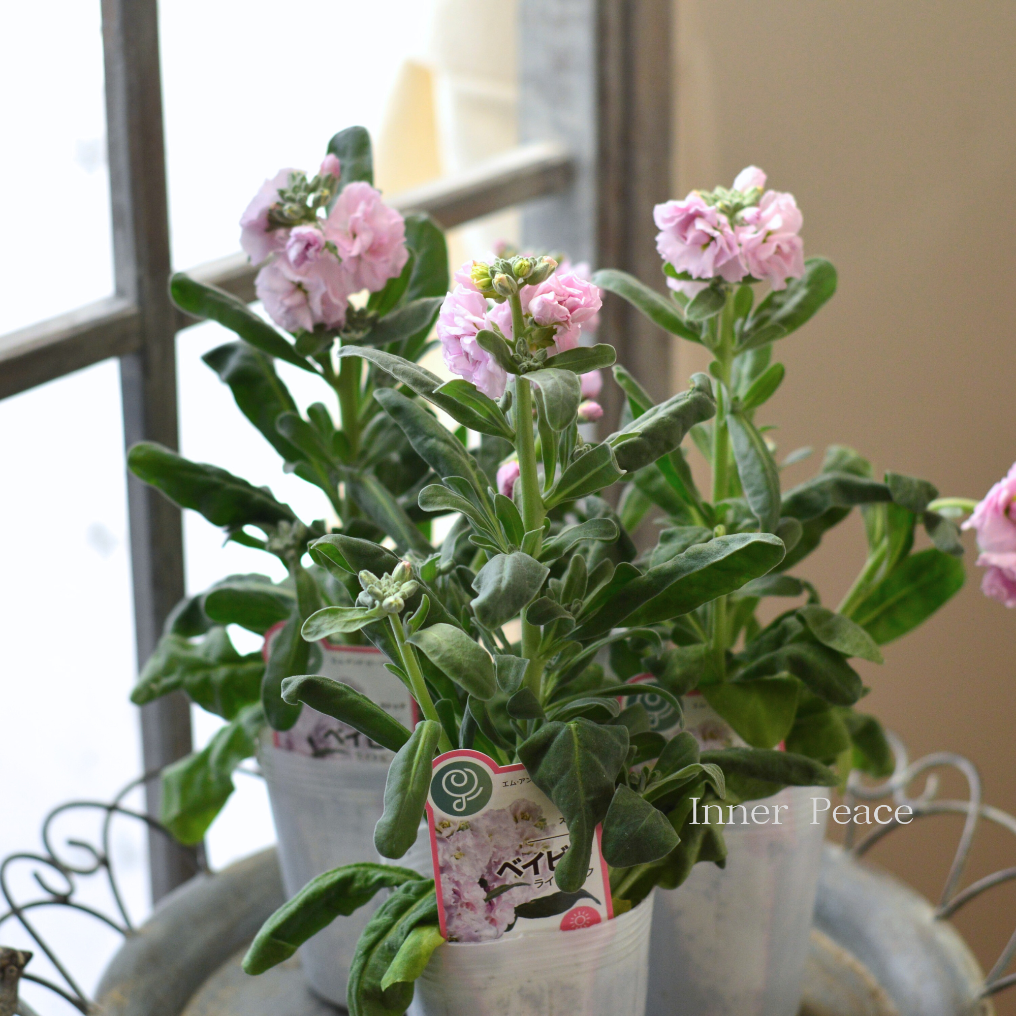 【八重咲き】 ストック ベイビー  『ライトピンク』　  3寸ロングPOT