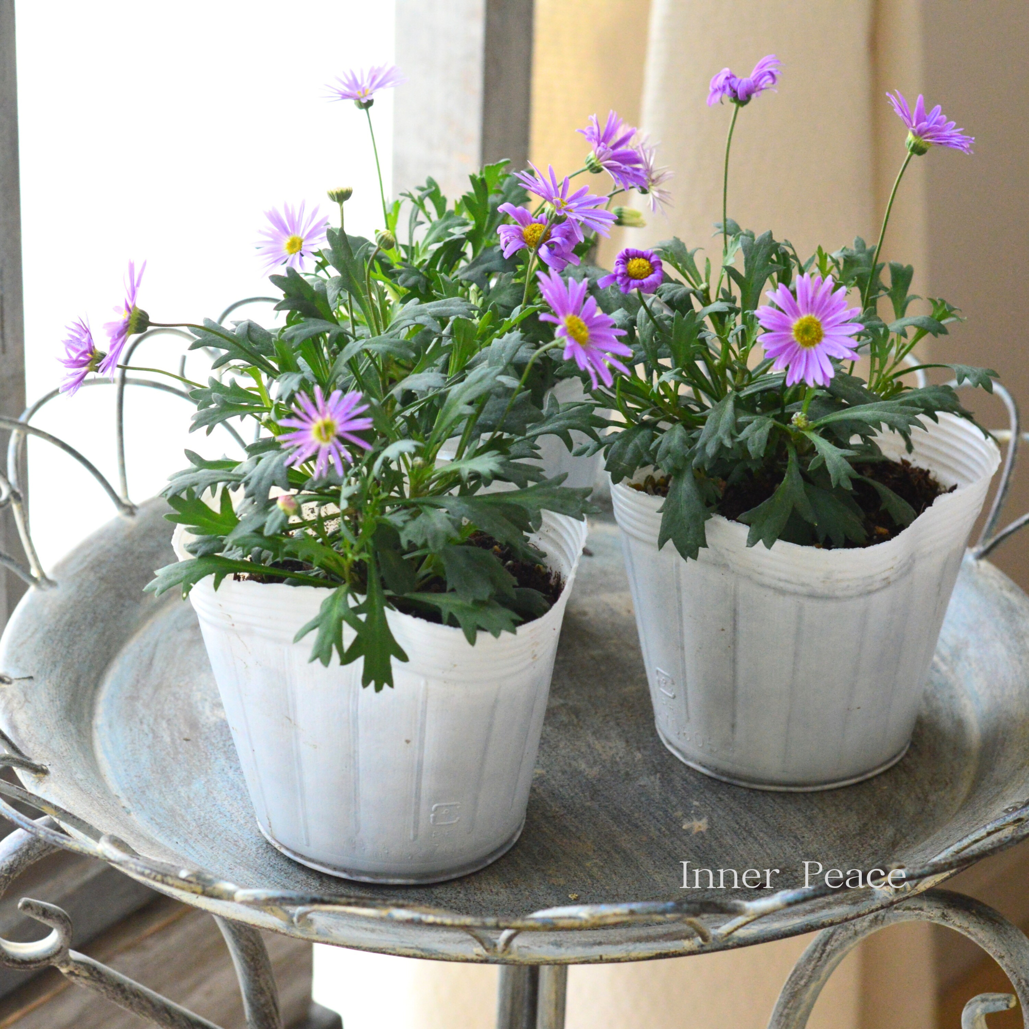 【かわいい】 ブラキカム　『フレスコ・パープル』　　3～3.5寸POT