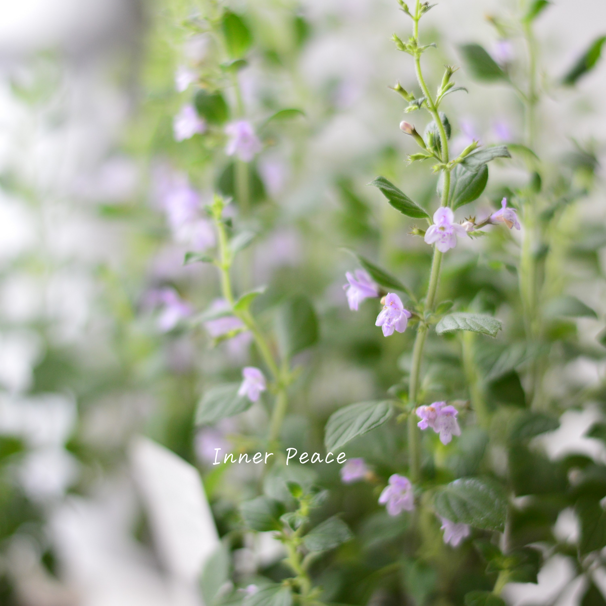 宿根】 カラミンサ 『マーベレッテ・ブルー』 2.5寸ロングPOT