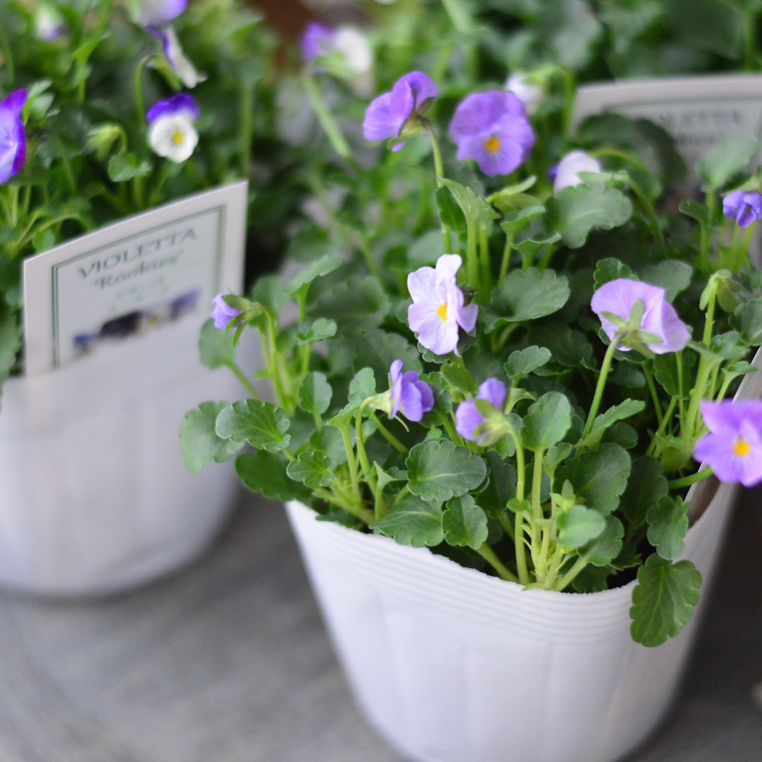 【かわいい】 小輪ビオラ　ビオレッタ　『ルーキーズ』　　3.5寸POT