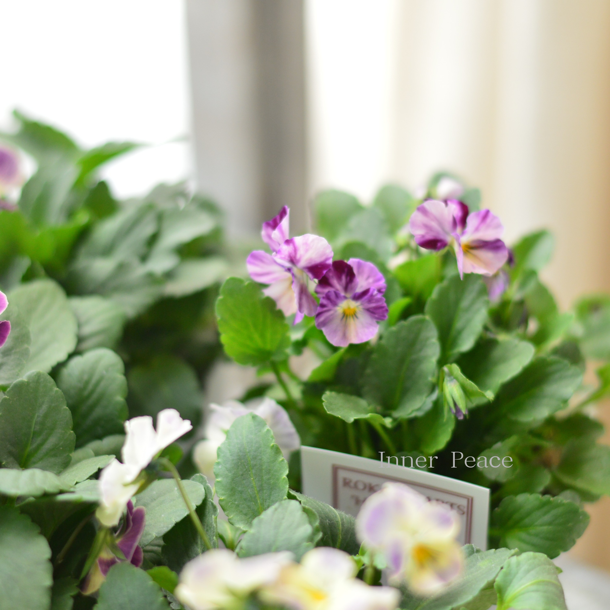 【美しい】 ビオラ　ロカハーツ　『姫手毬』　3.5寸POT