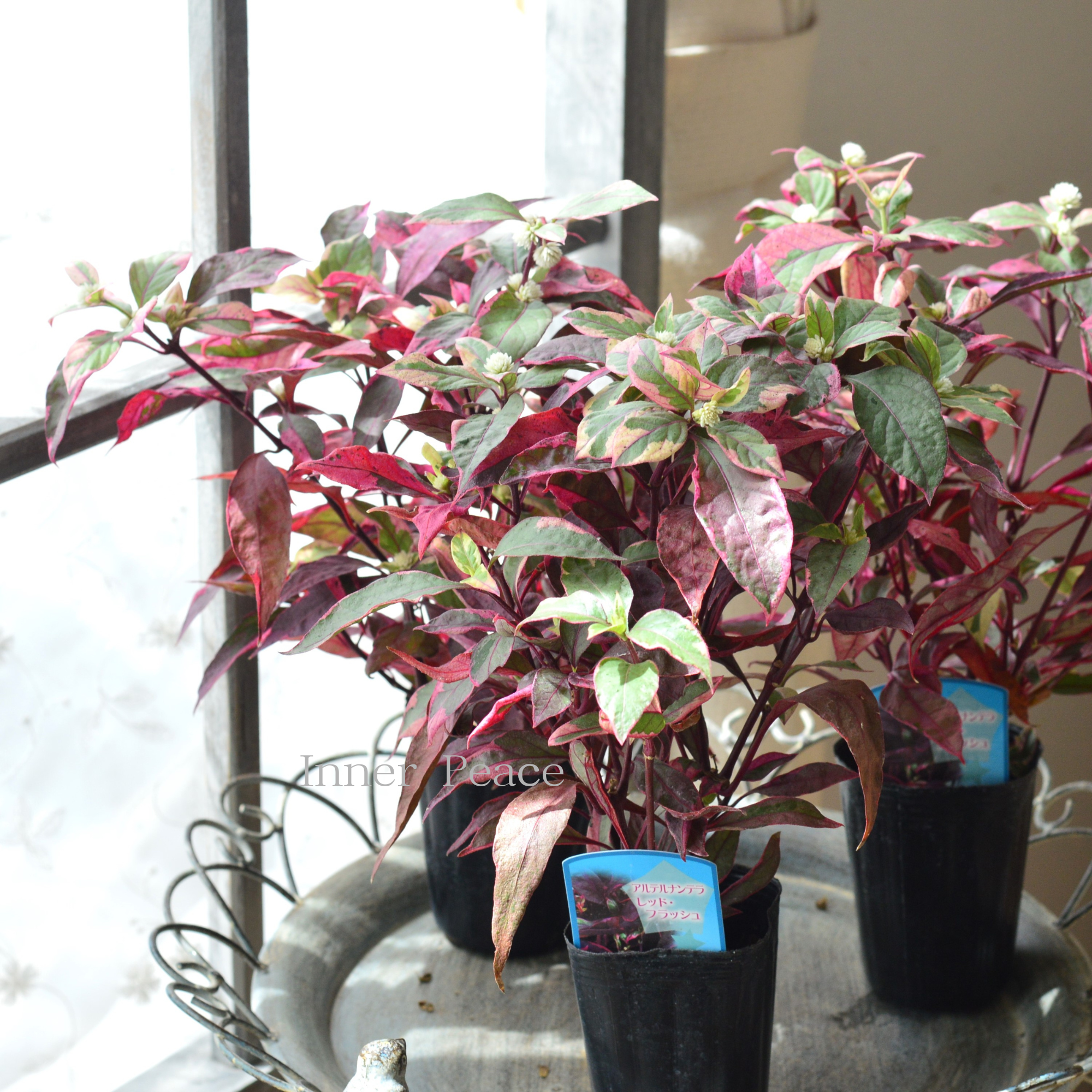 【寄せ植えに】 アルテルナンテラ・レッドフラッシュ（アカバセンニチコウ）  2.5寸ロングPOT