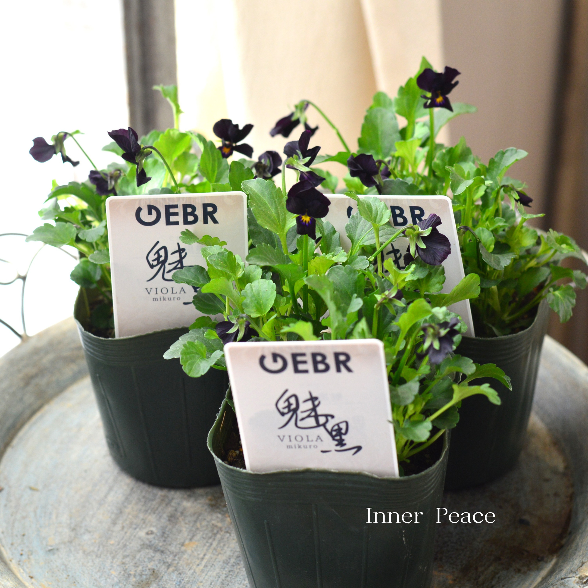 【ゲブラさん】  ビオラ　『魅黒』　3.5寸POT