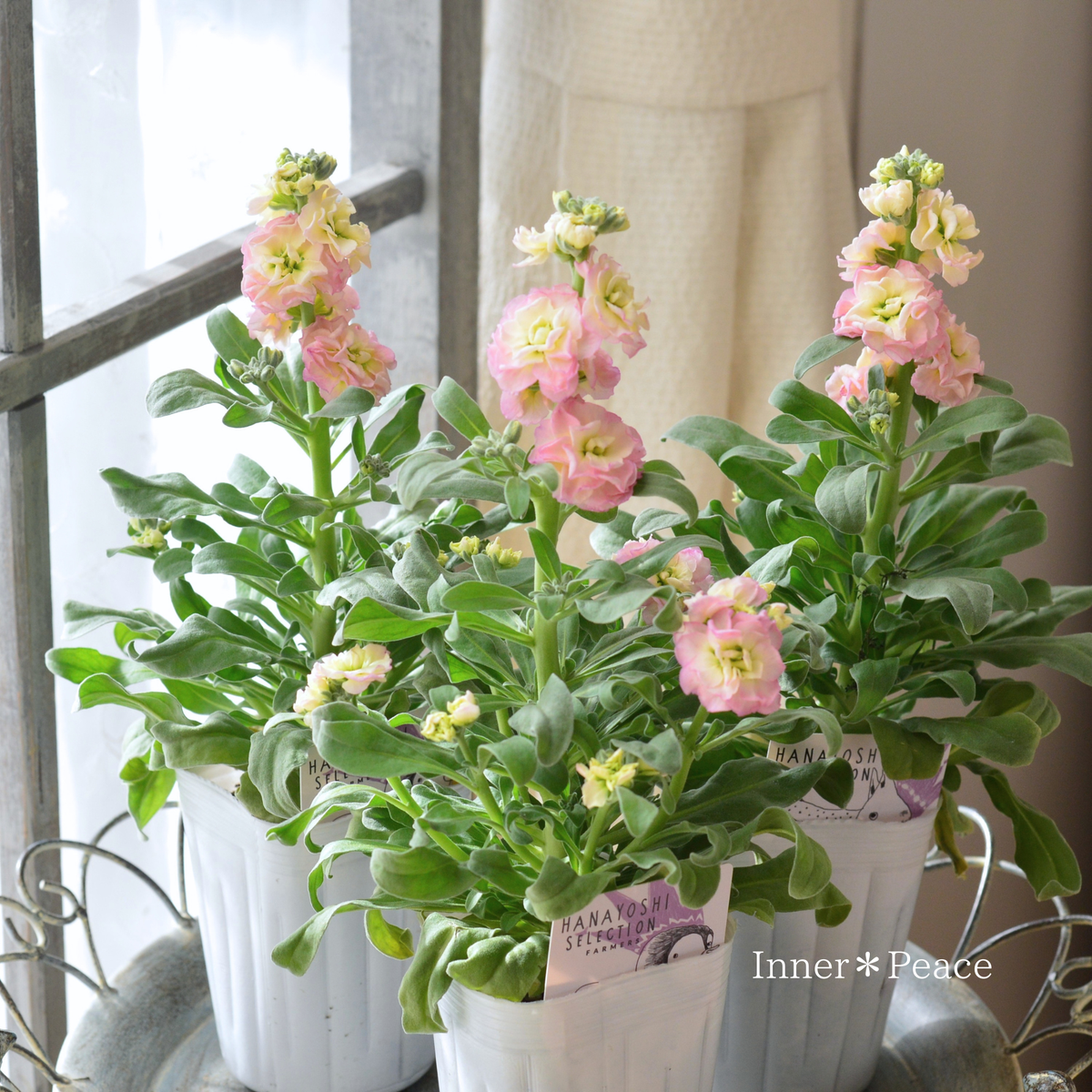 【花芳さん】 八重咲き ストック ベイビー 『レインボー』　3寸ロングPOT
