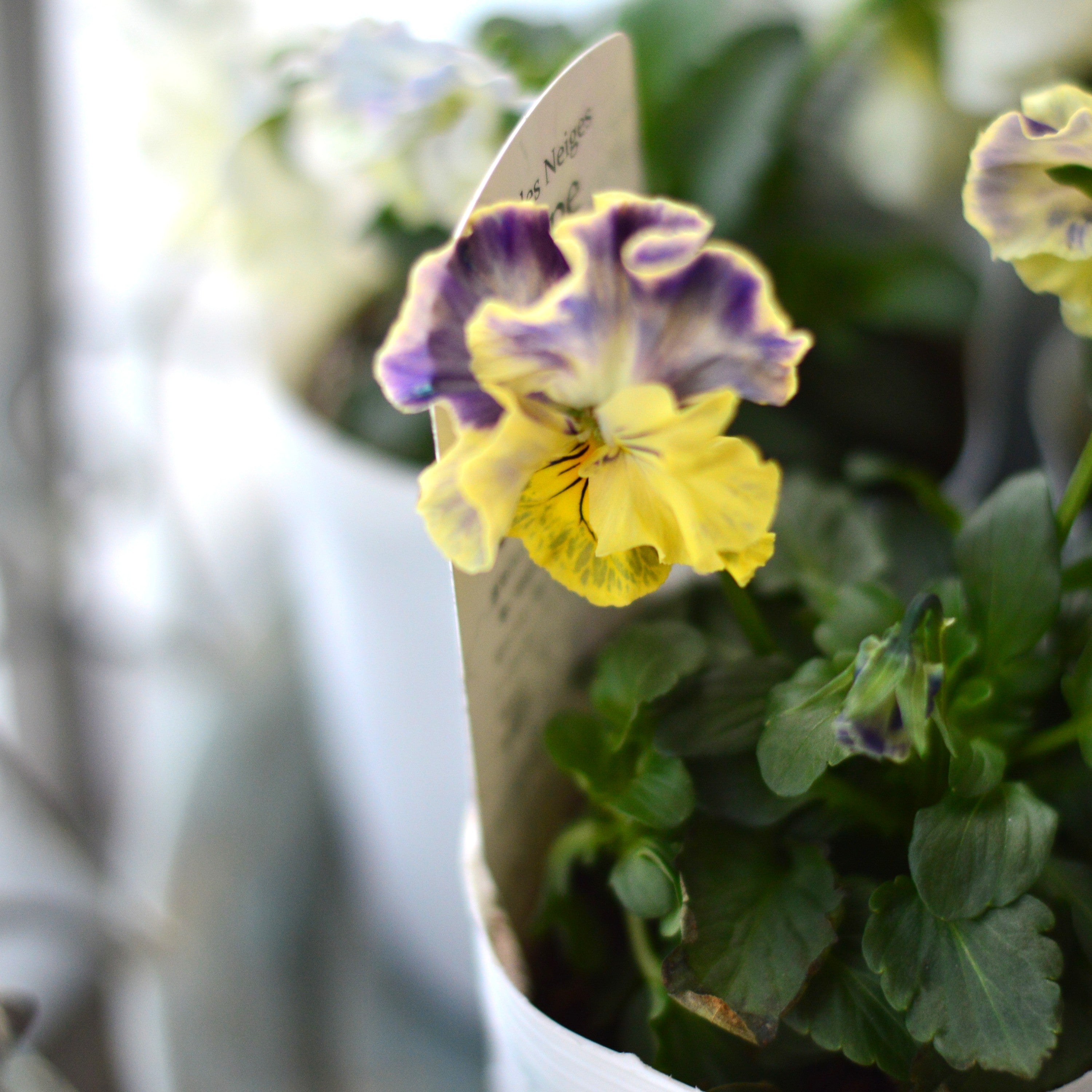 【美しい】 パンジー 『フェデネージュ・クレープ』　3.5寸POT