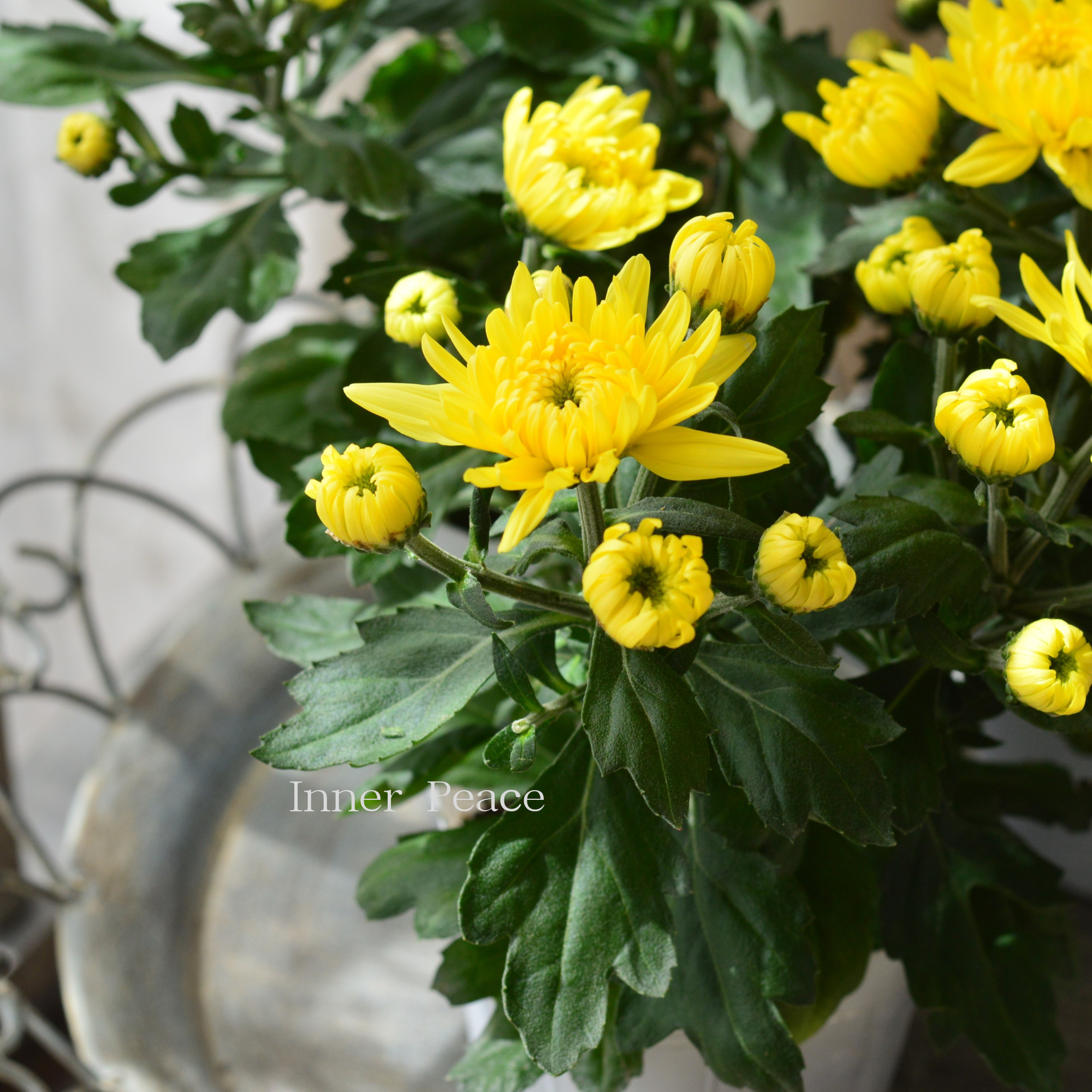 【秋の花】 カクテルマム 『クリスタル・イエロー系』　　3寸ロングPOT