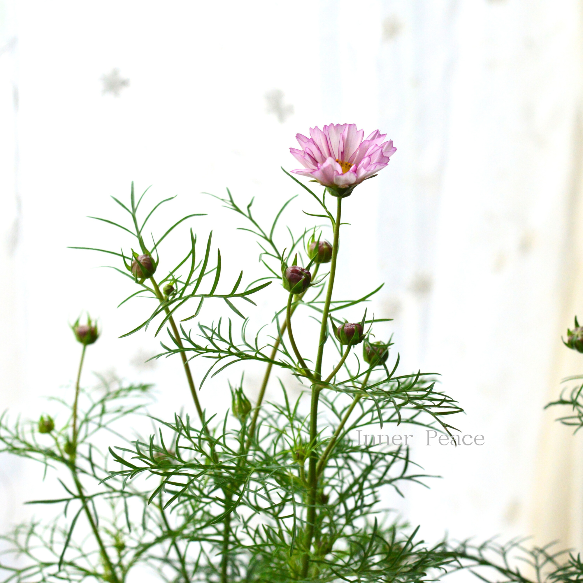 【人気】 コスモス　『ダブルクリック・バイオレットバイカラー』　　3寸ロングPOT