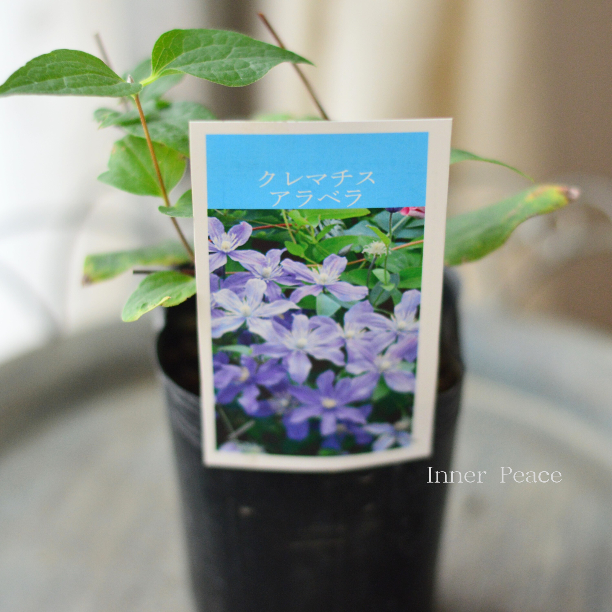 【及川フラグリーンさん】 クレマチス  インテグリフォリア系 『アラベラ』　3寸POT