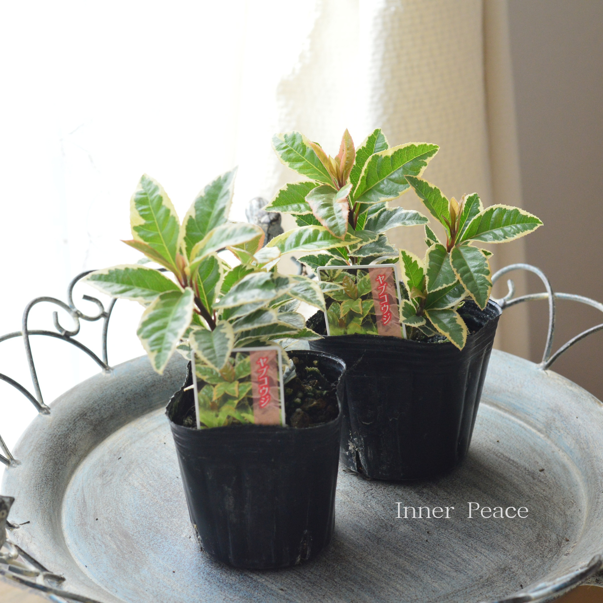 【斑入り】 ヤブコウジ　3寸POT