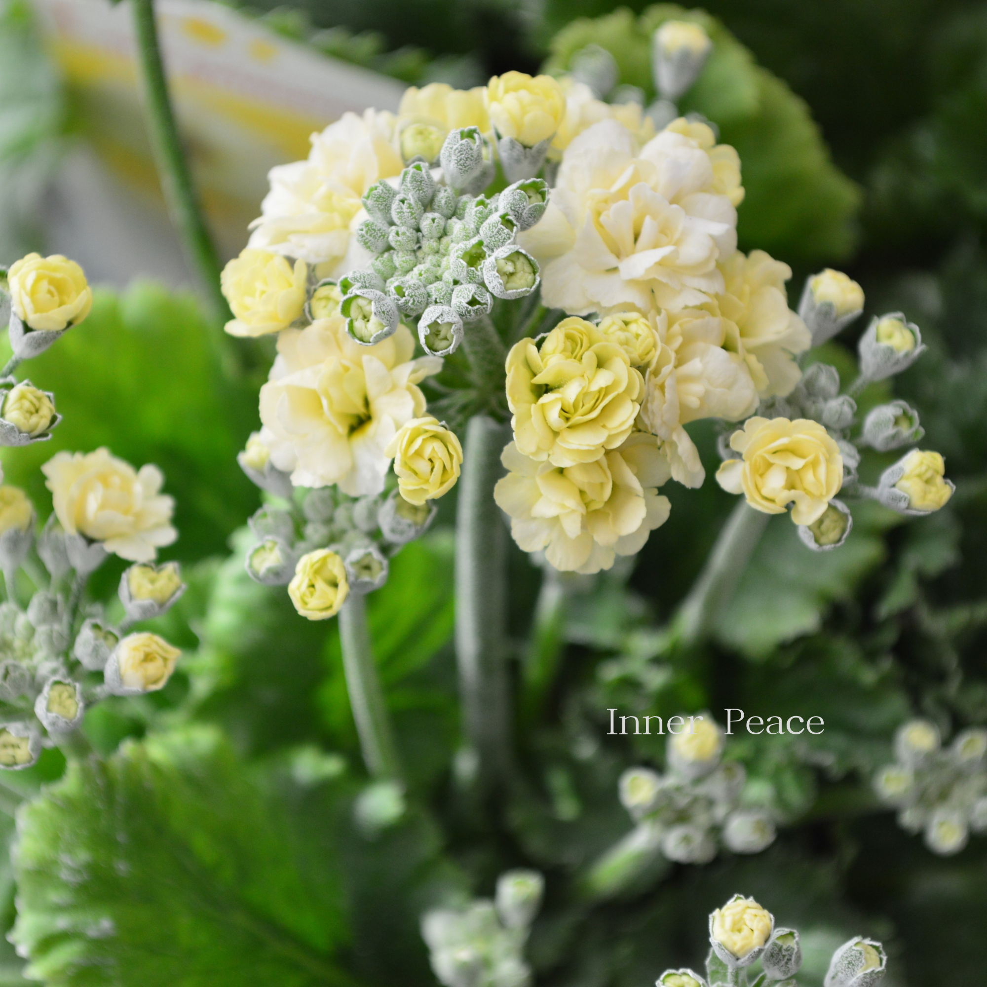 【春色】 プリムラ マラコイデス 『ルーチェ プリマヴェーラ』　　3.5寸POT