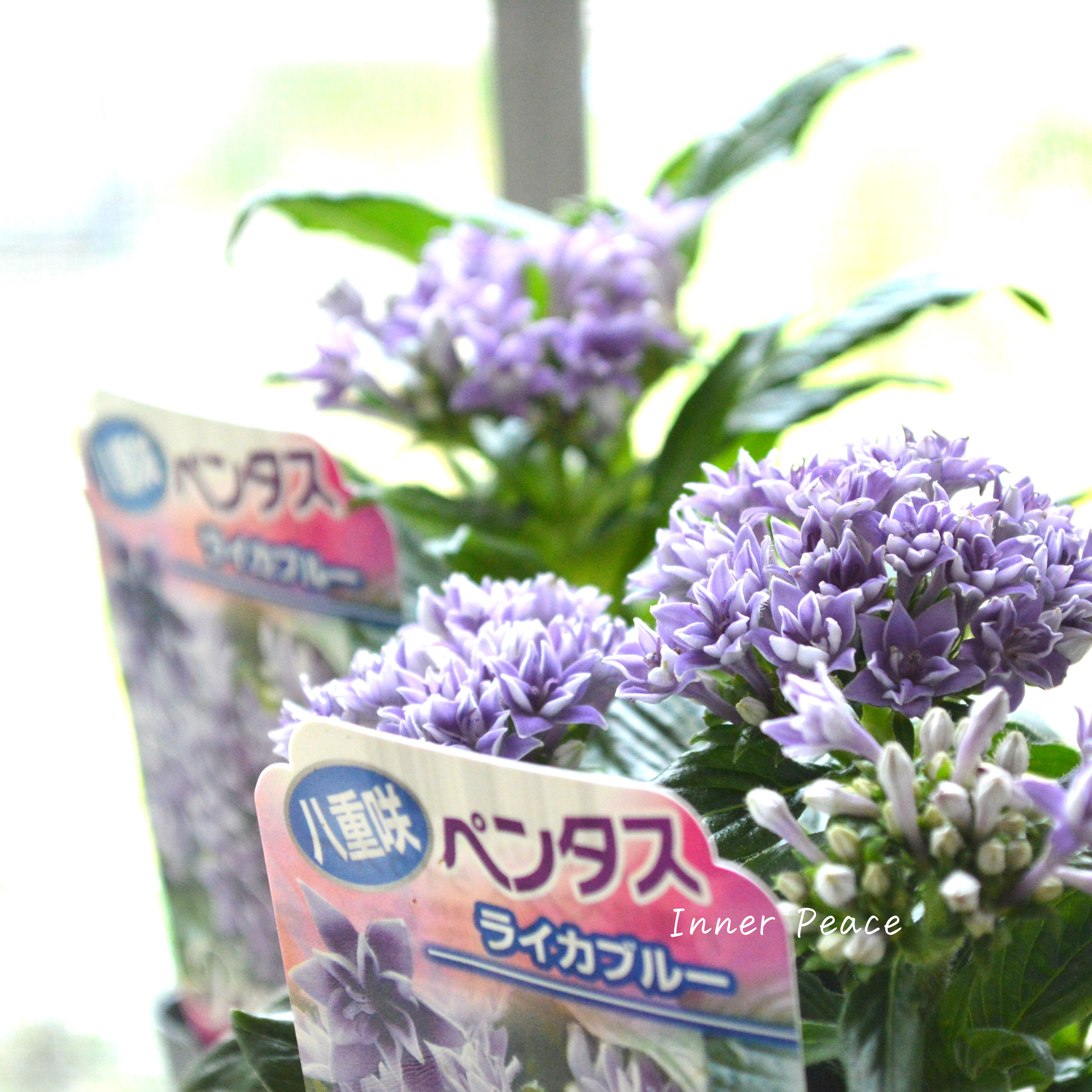 【暑さに強い】 八重咲きペンタス 『ライカ・ブルー』　3.5寸POT