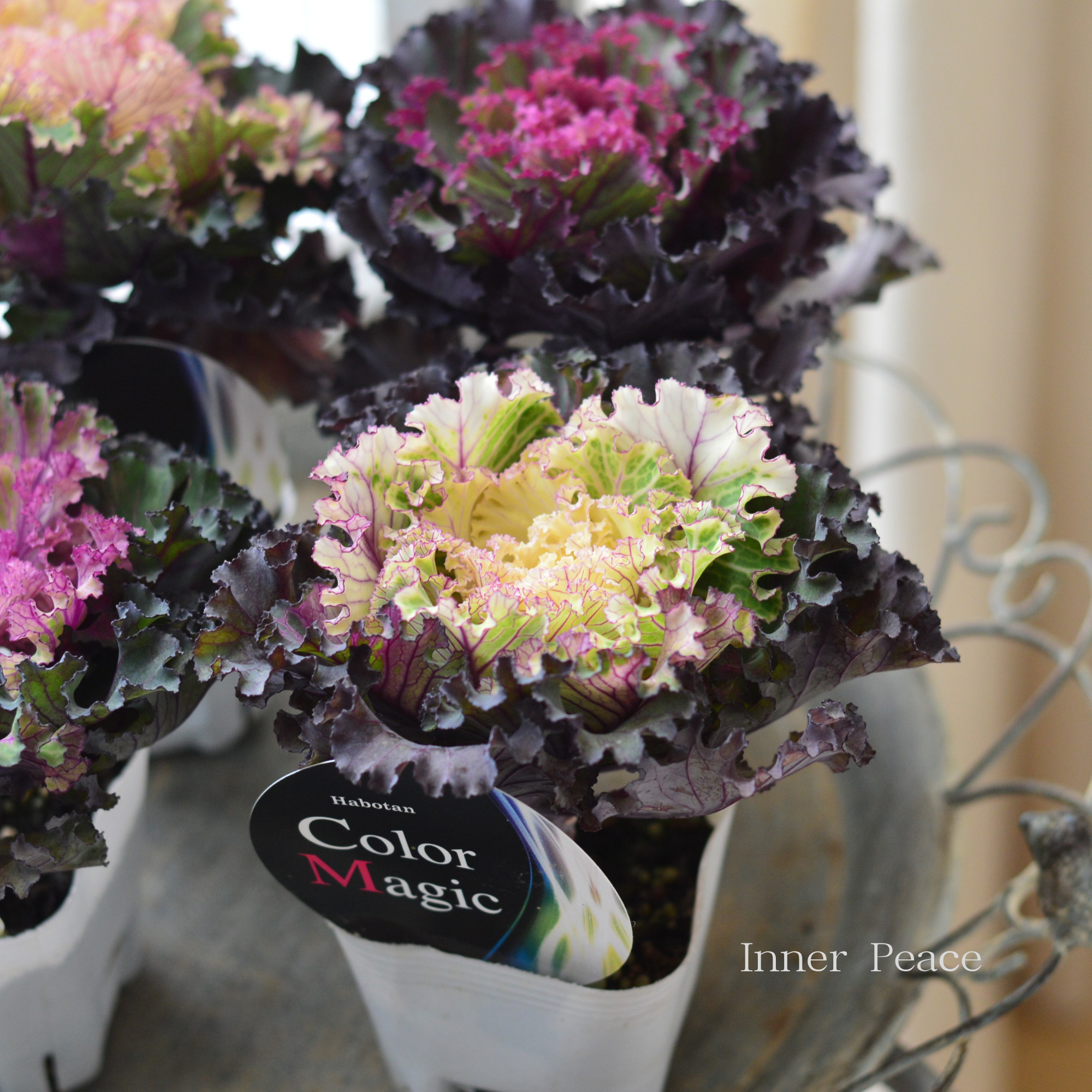 【美しい】 葉牡丹　『カラーマジック・フリル』  3寸POT