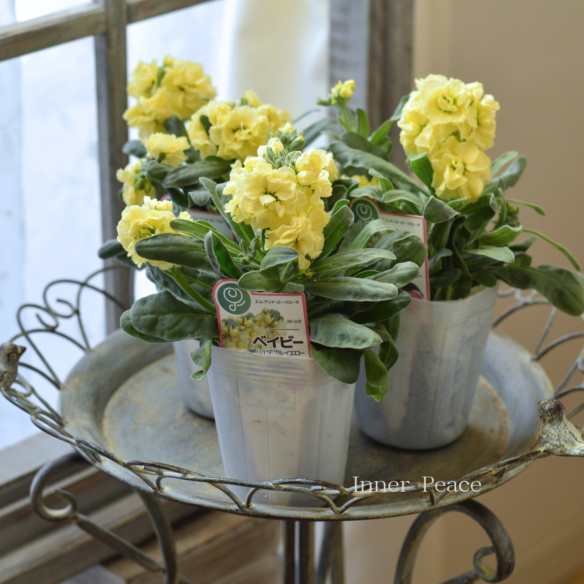 【八重咲き】 ストック ベイビー　『ハイダブルイエロー』　　3寸ロングPOT