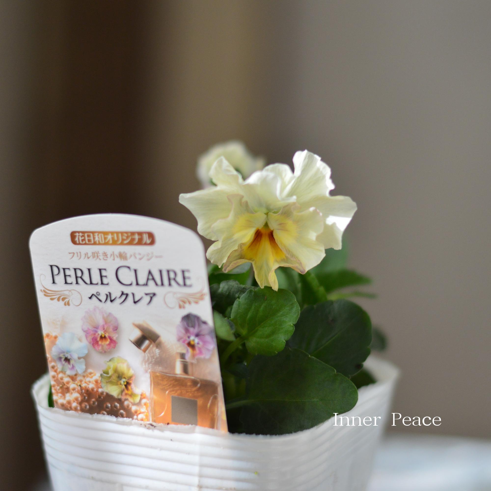 【花日和さん】 ミニパンジー 『ペルクレア』　3.5寸POT