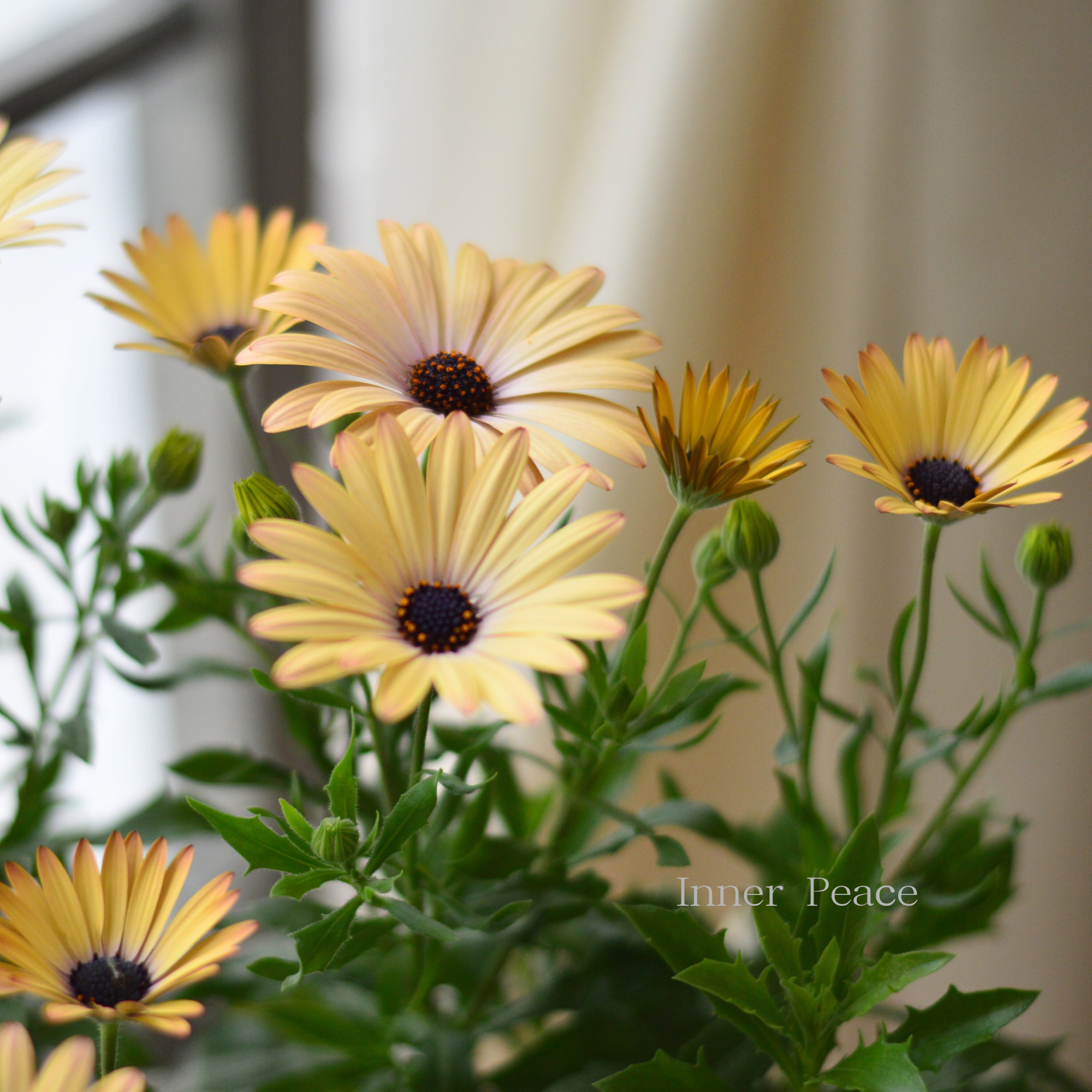 【マツバラフラワーファームさん】 オステオスペルマム　『コンフィチュール・ピーチ』  3寸ロングPOT