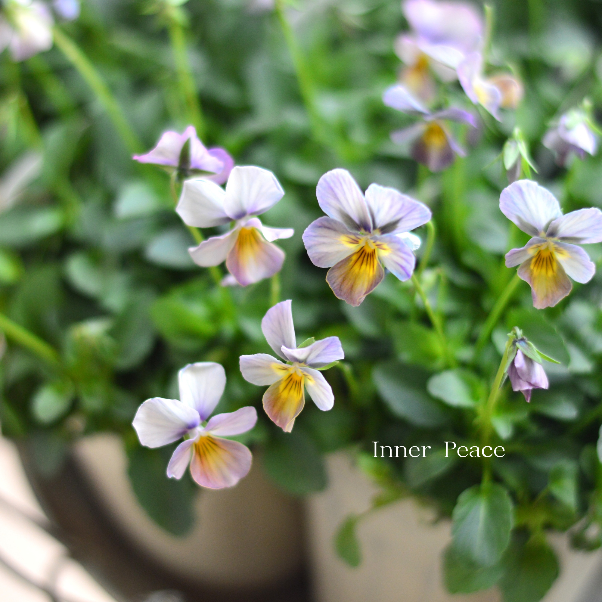 【希少】 おひとり様１苗限定　ビオラ　『すみれ図鑑・紫水』　　3.5寸POT