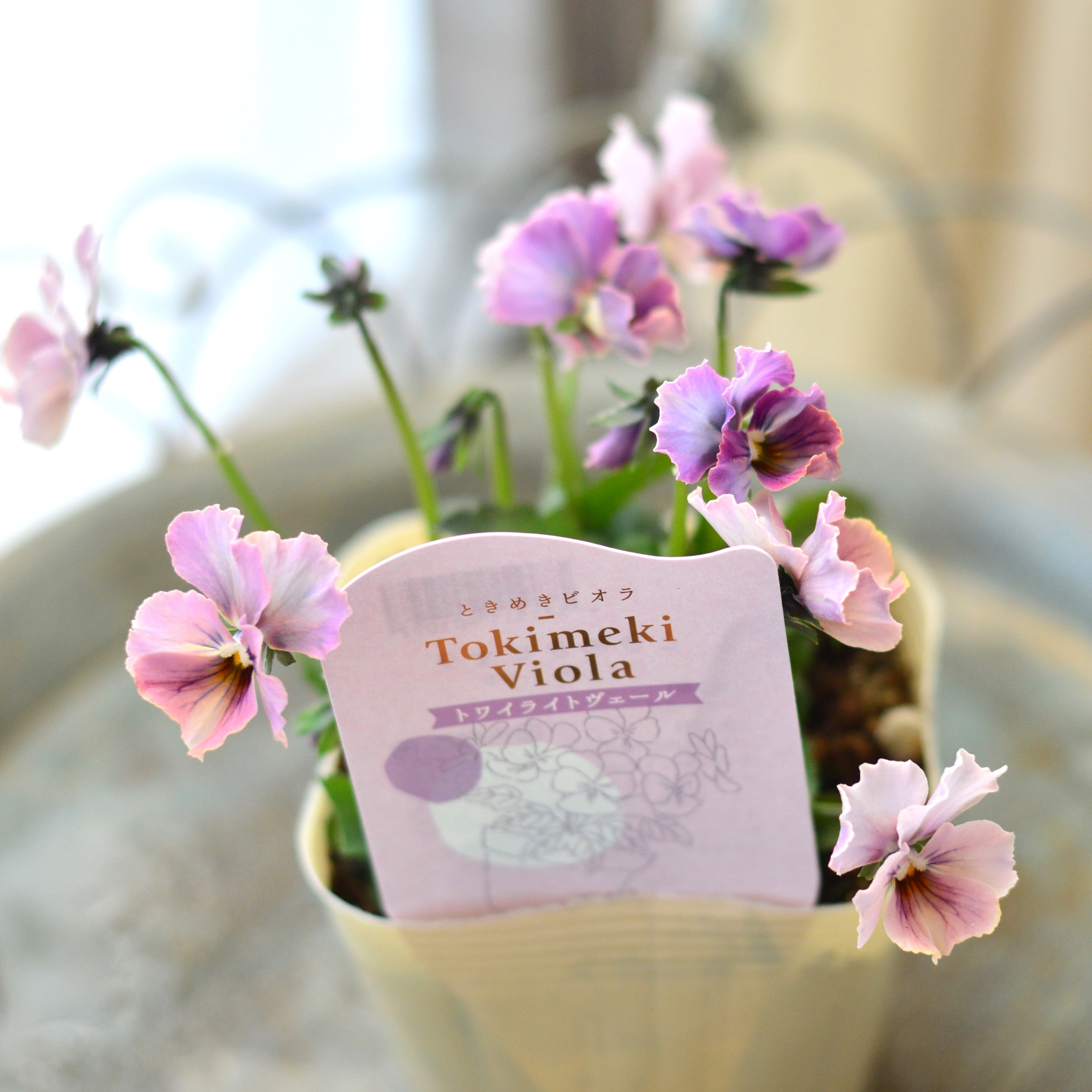 希少】 ときめきビオラ 『トワイライトヴェール』 3.5寸POT