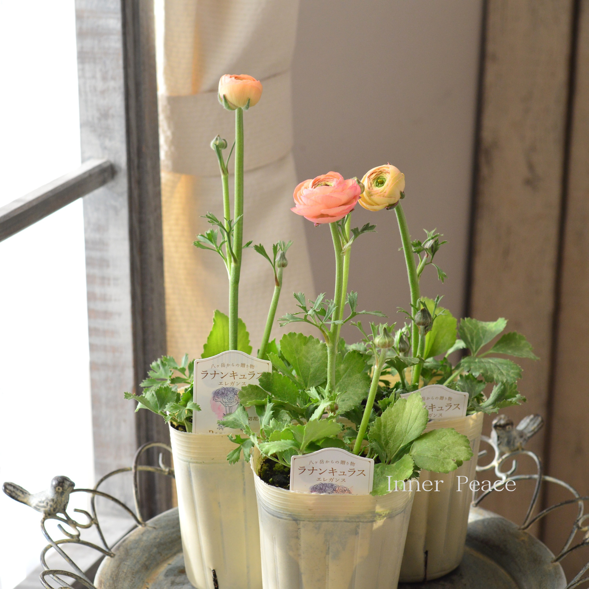 豪華】 ラナンキュラス 『エレガンス・サーモン』 3.5寸ロングPOT