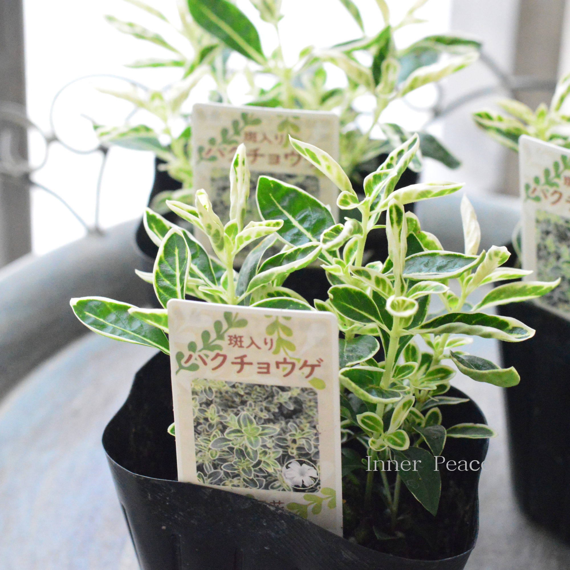 【寄せ植えに】　斑入りハクチョウゲ　　3寸POT