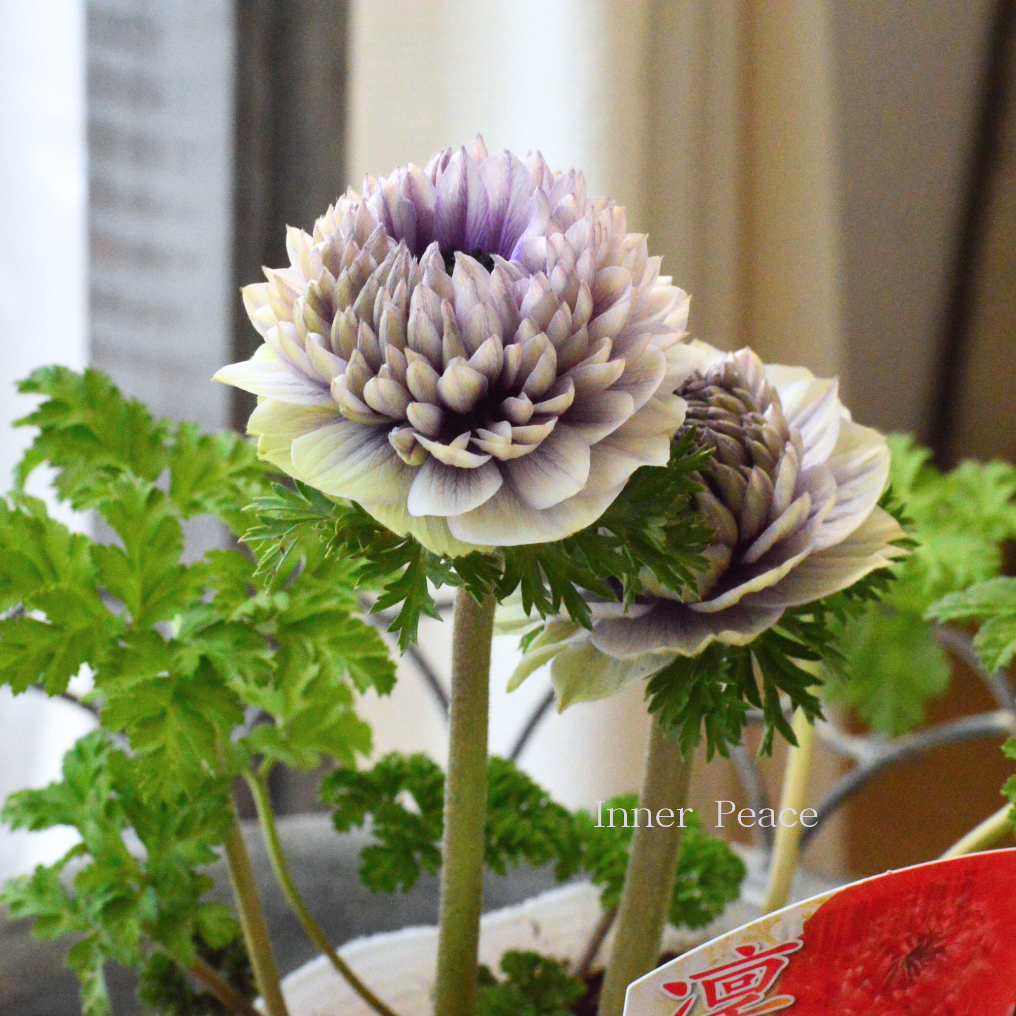 【八重咲き】 アネモネ 『凜々花・ラベンダー系』　　3.5寸POT