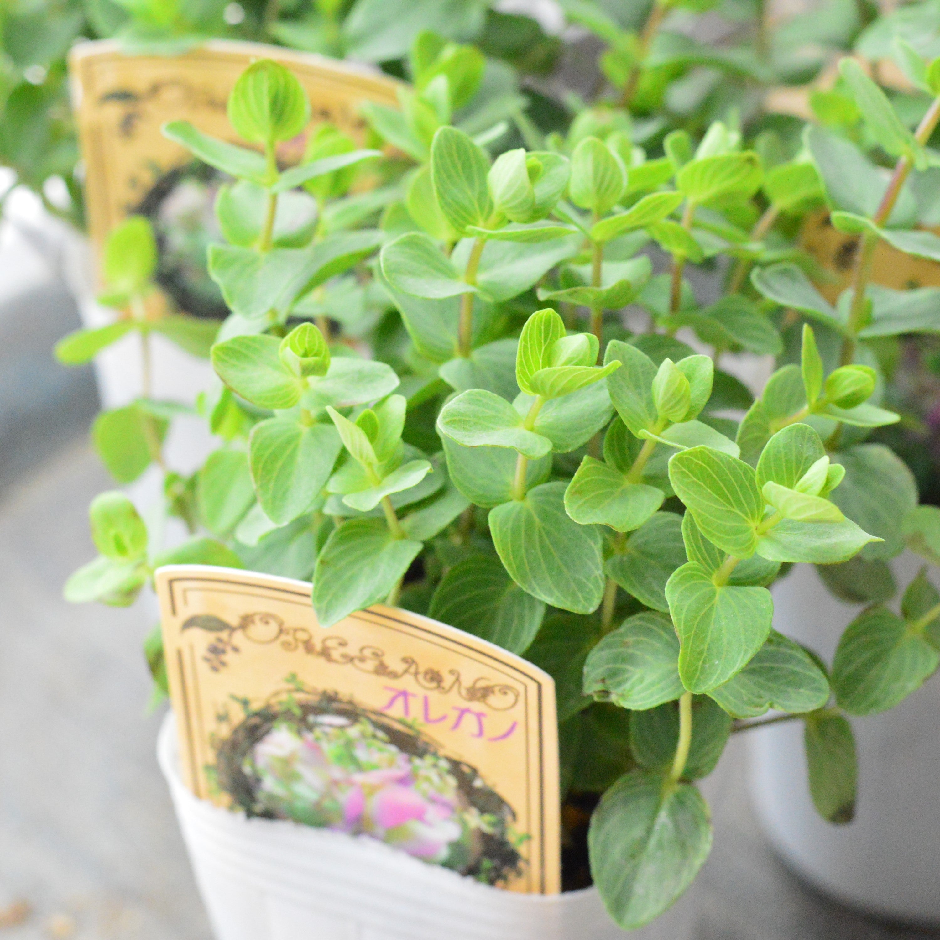 発色綺麗♡ケントオレガノビューティ 切り花 8本 花20以上 Amazon.co.jp: 花オレガノ：ケントビューティー3号ポット2株