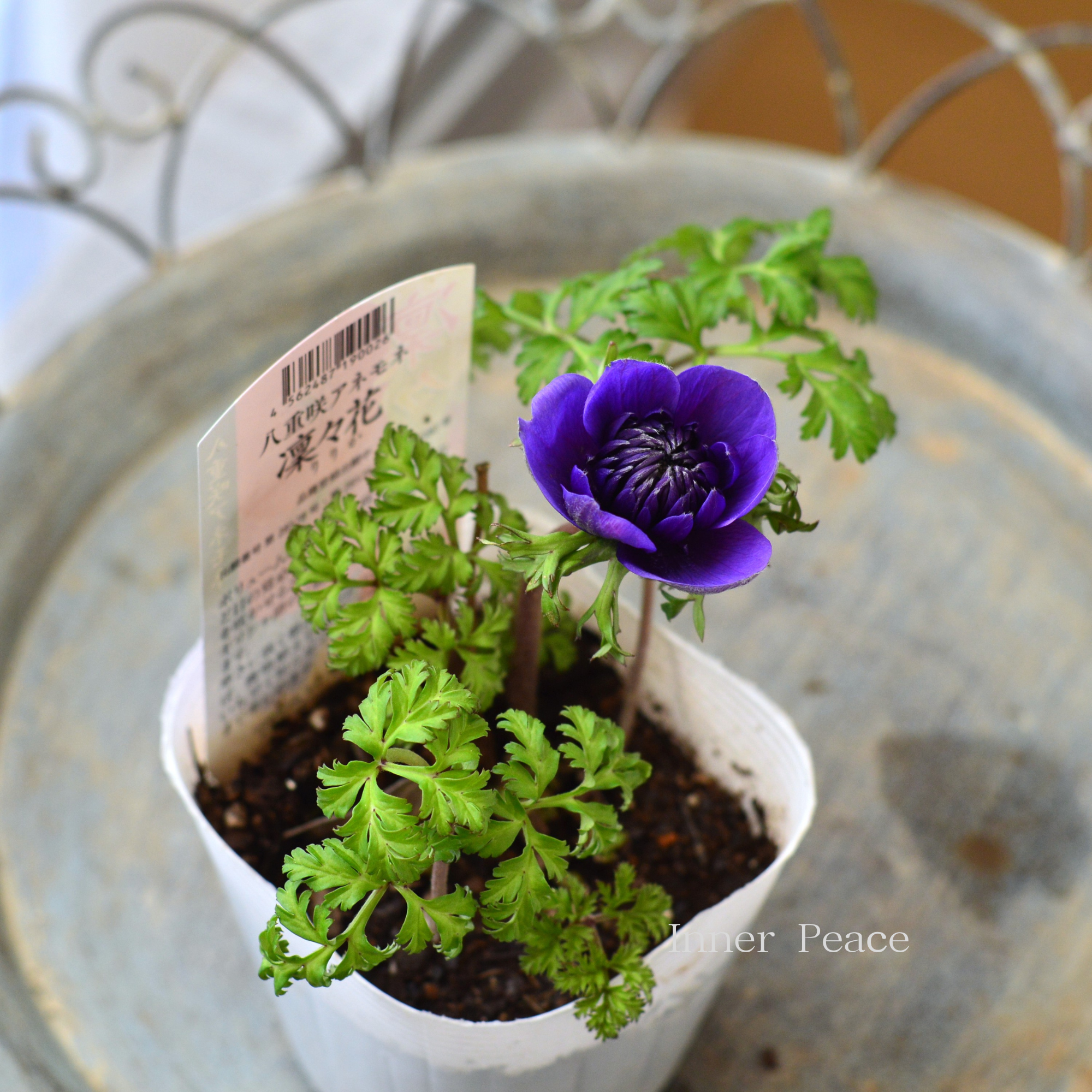 【八重咲き】 アネモネ 『凜々花・ブルー系』　　3.5寸POT