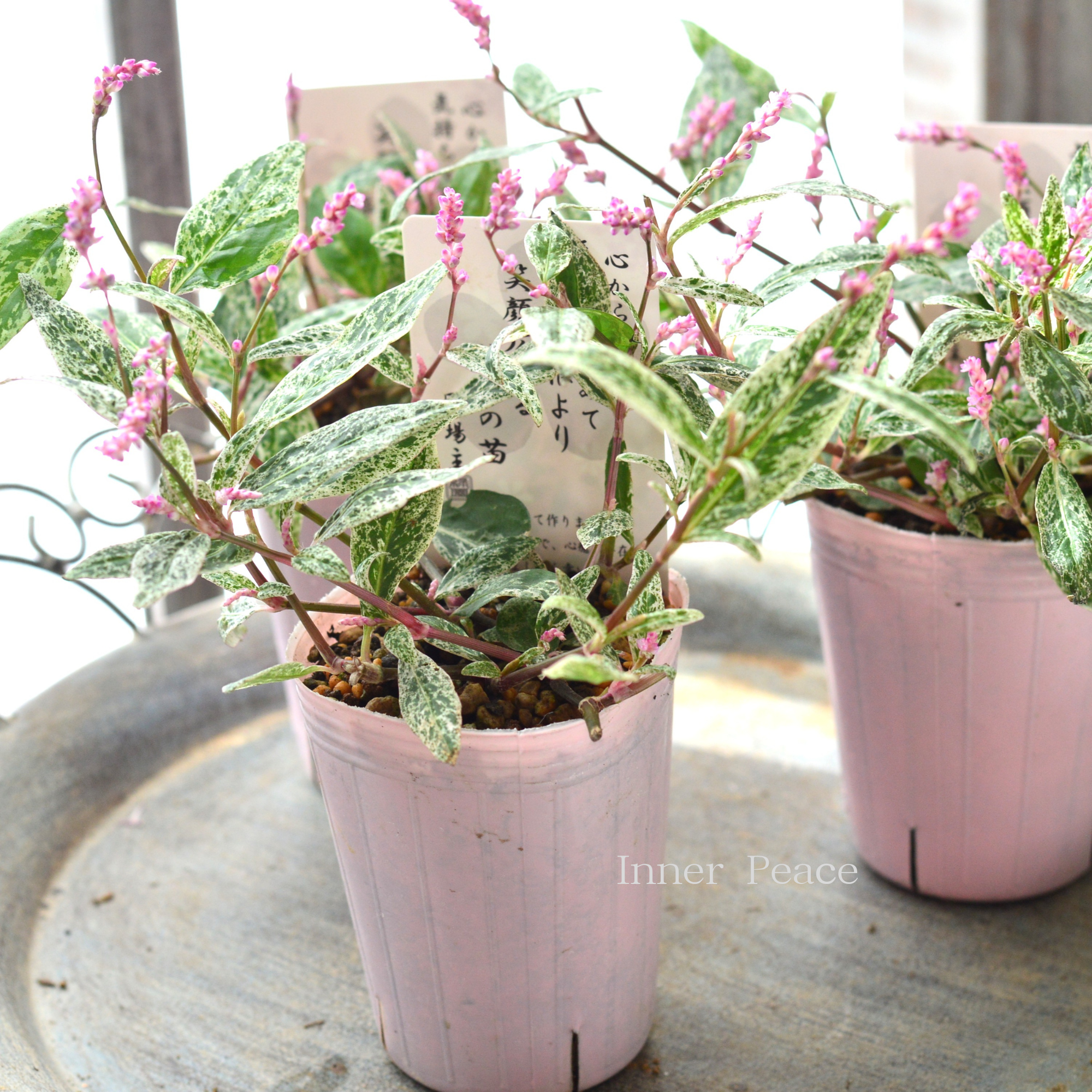 【希少】 ペルシカリア　『雪桜』　　2.5寸ロングPOT