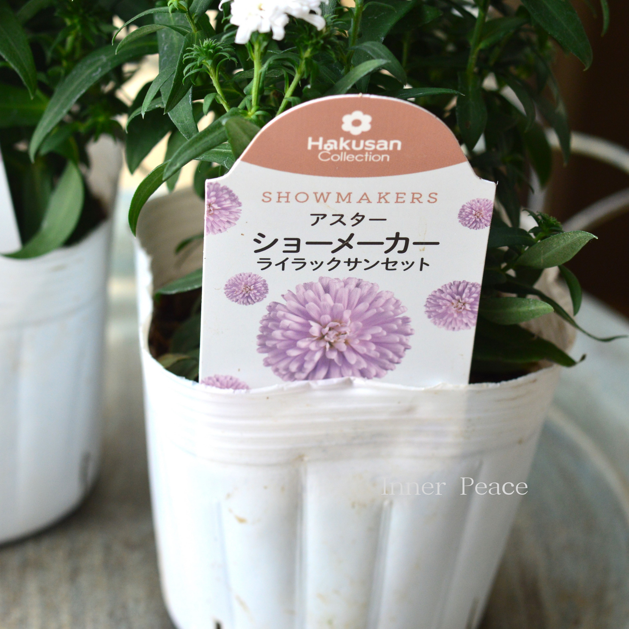 【寒さに強い】アスター 『ショーメーカー・ライラックサンセット』　   3.5寸POT