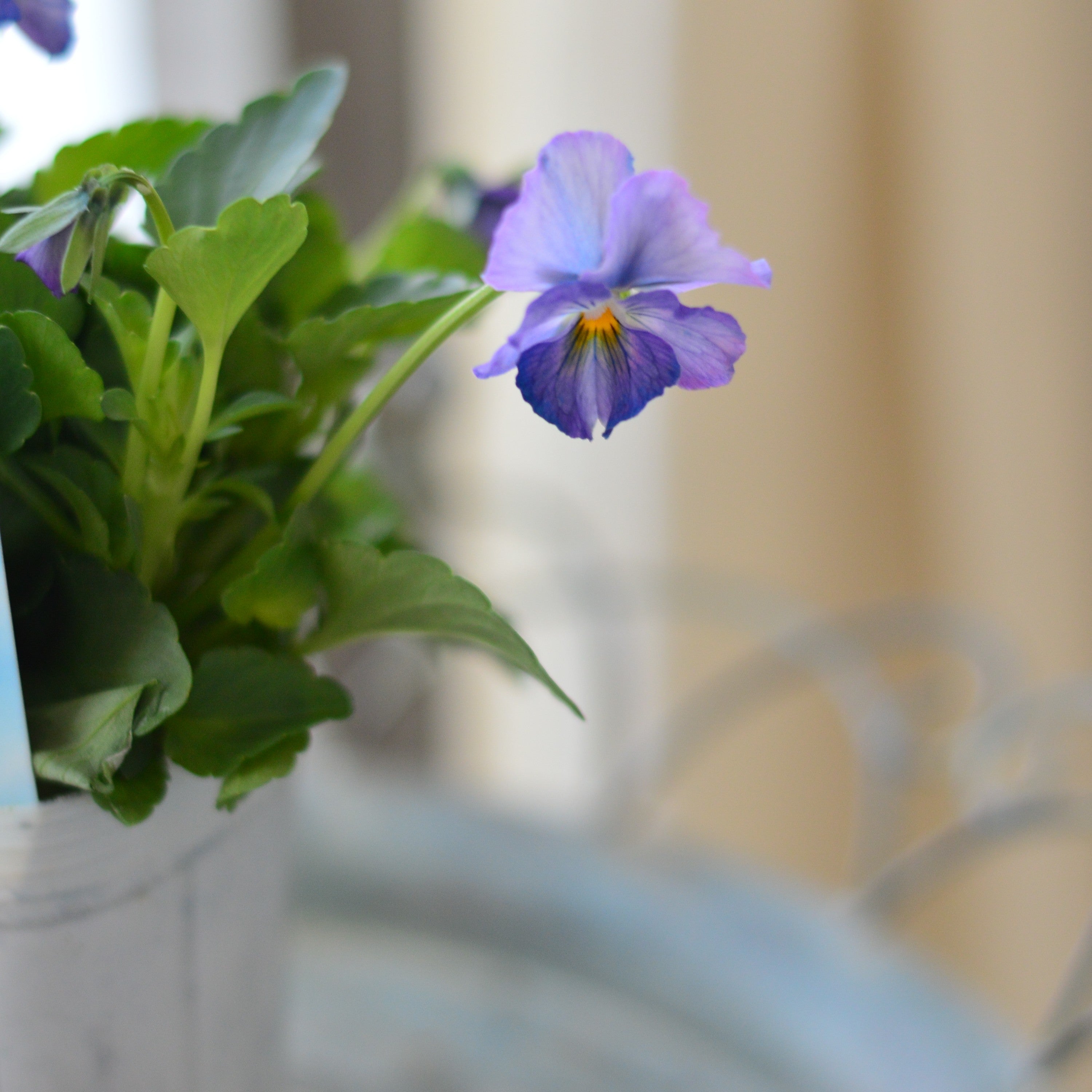 【人気】 ビオラ　『パステルフリル・淡青』　A　3寸POT