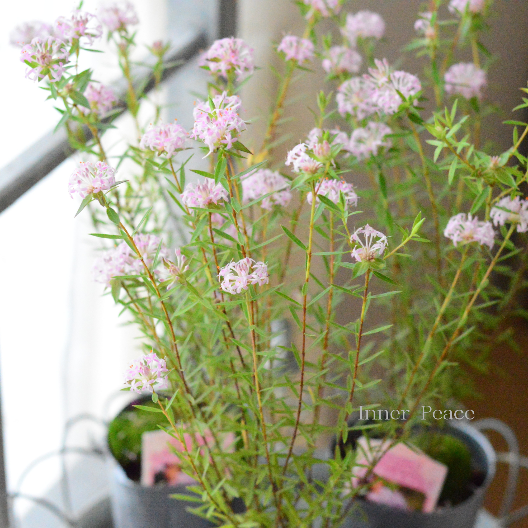 【四季咲き】 ピメレア　『フォーシーズンズ』　　３寸ロングPOT