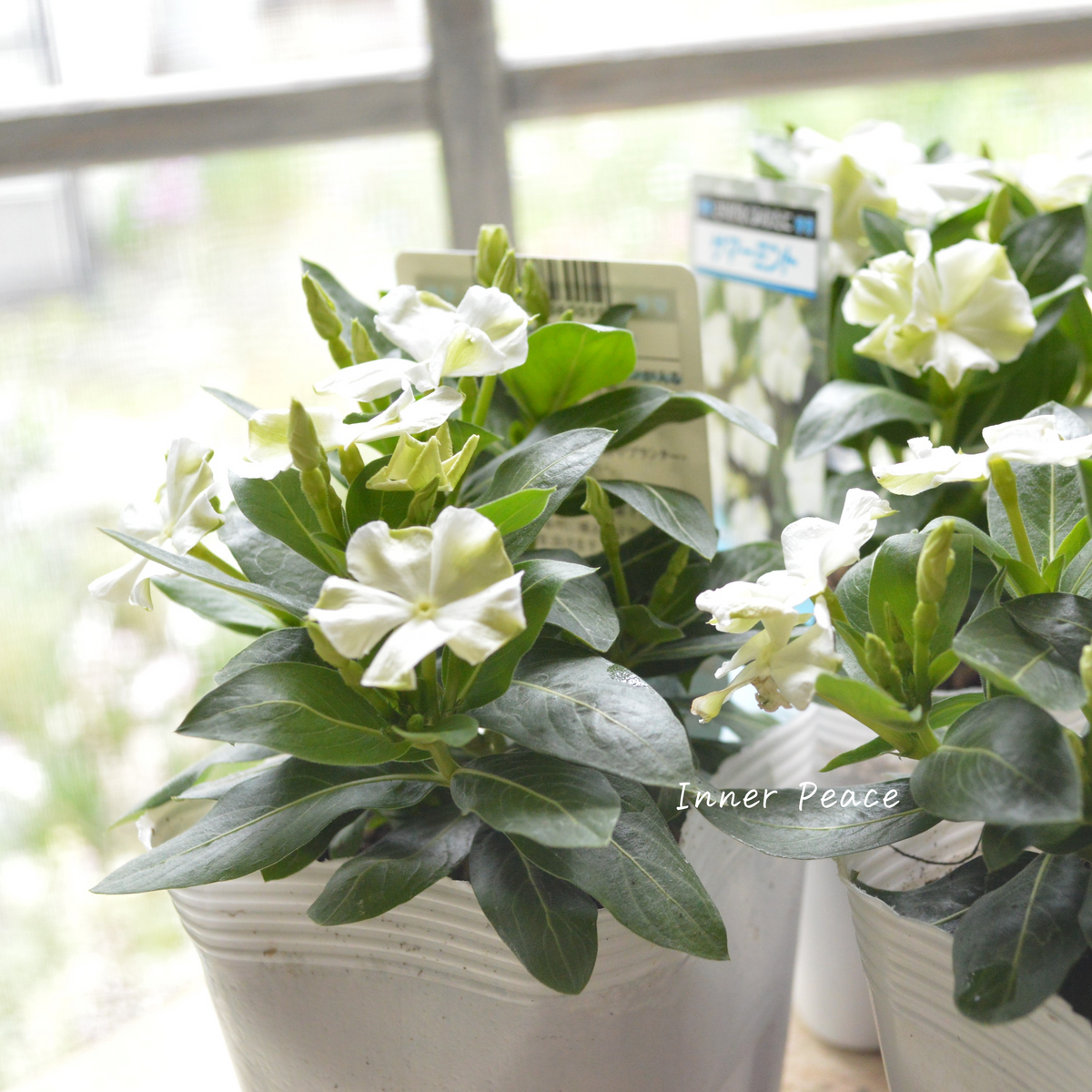 344c4e93fd33614018e9910e67a603