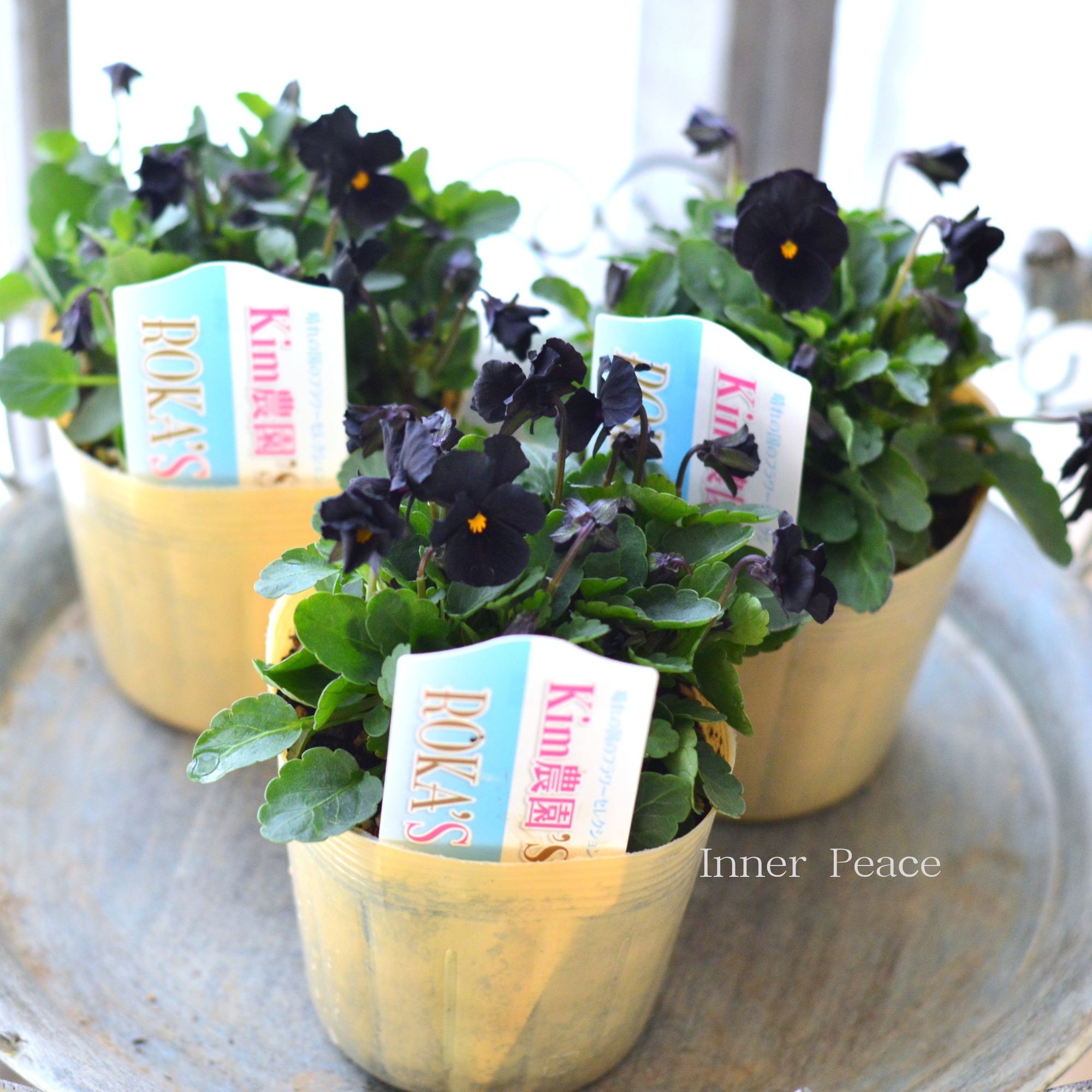 【Kim農園さん】 ビオラ　『ブラック』　　3.5寸POT