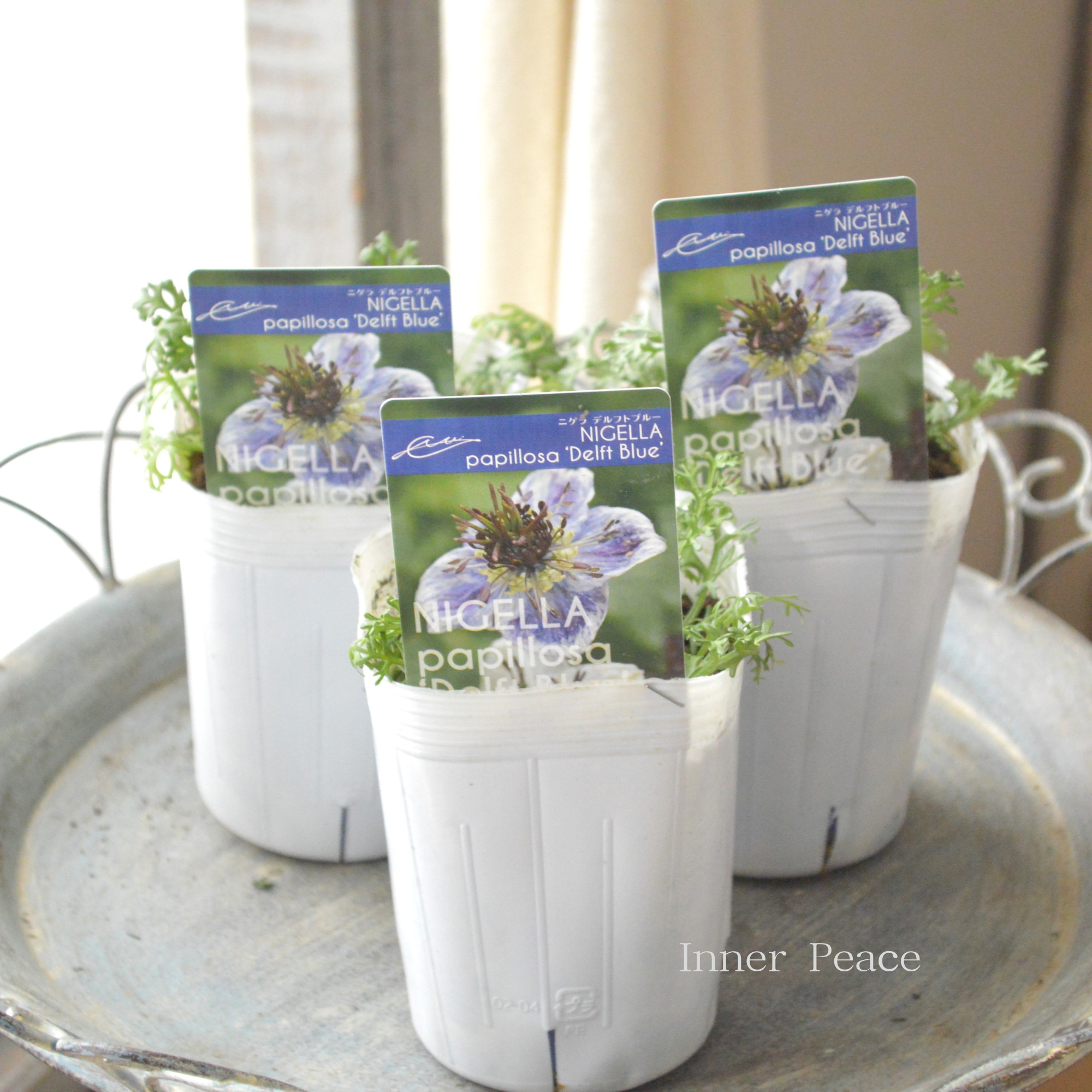 【オシャレ】 ニゲラ 『デルフトブルー』植え込み用　3寸POT