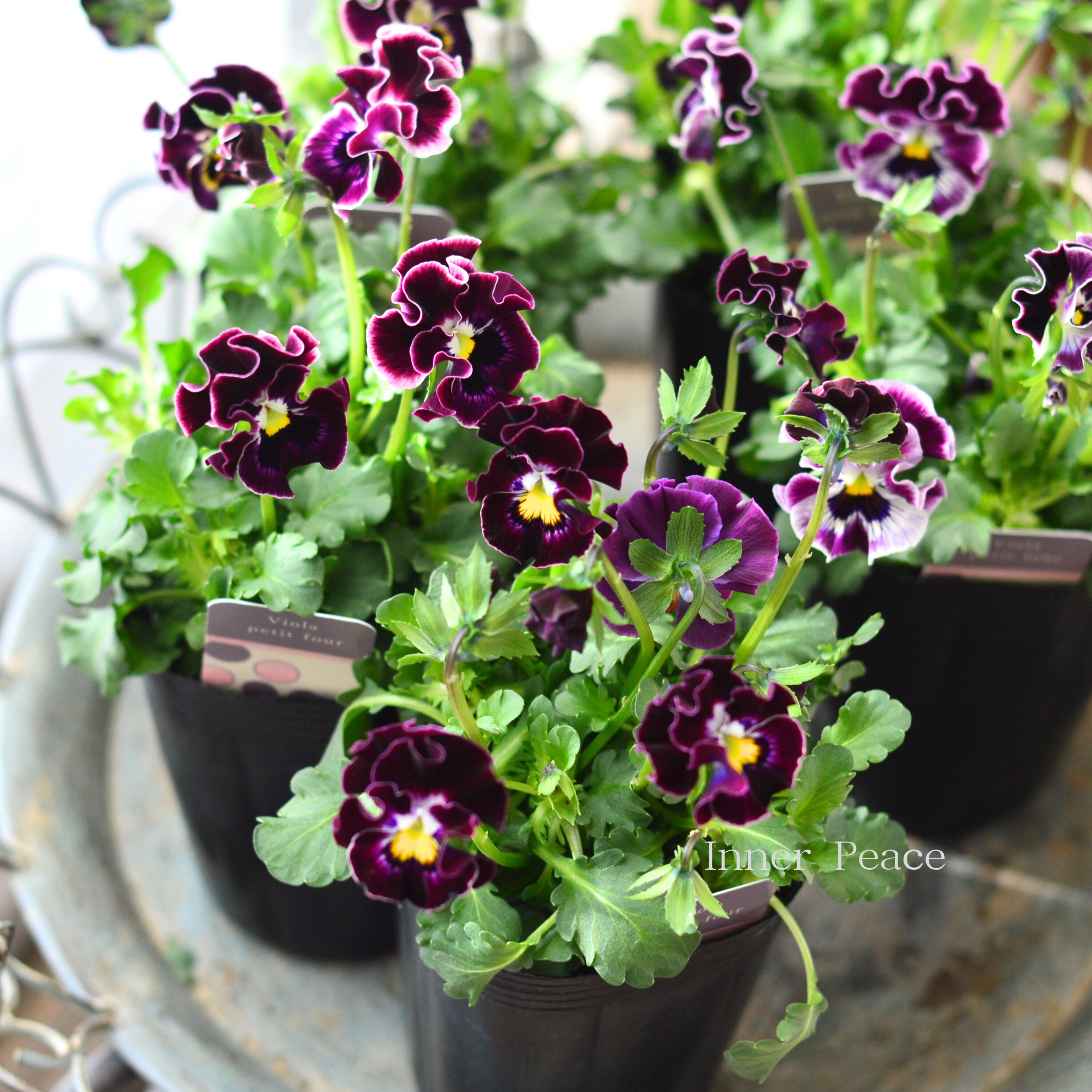 【ハルグリンさん】 ビオラ　『プティフール・ワインレッド系』　　3寸POT