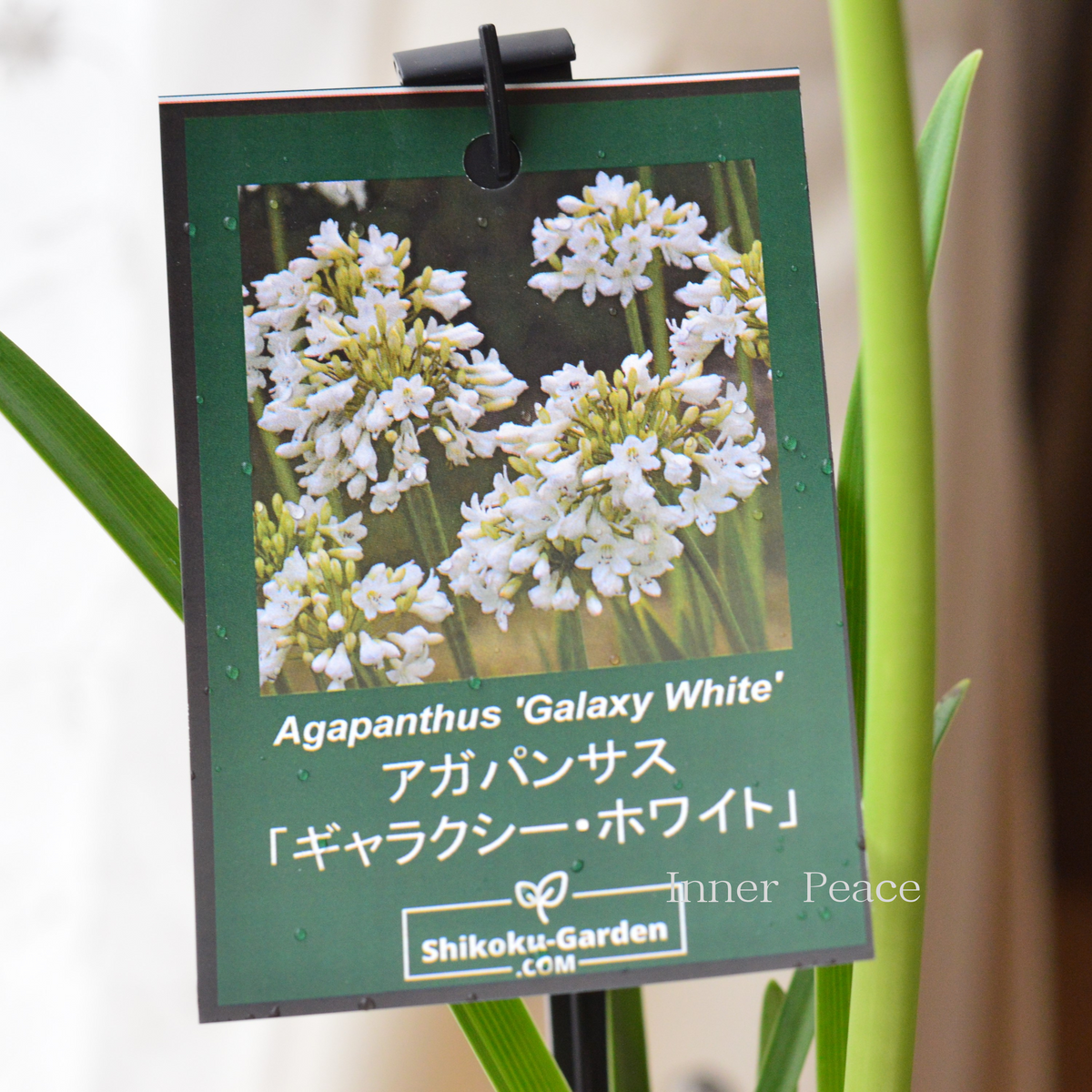 四季咲き性】 アガパンサス 『ギャラクシーホワイト』 4寸POT