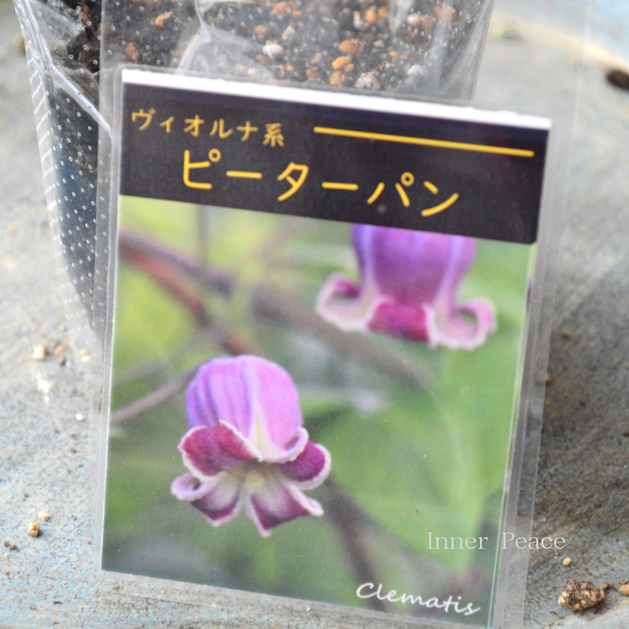 【春日井園芸センター】 クレマチス  ヴィオルナ系 『ピーターパン』　　3寸POT