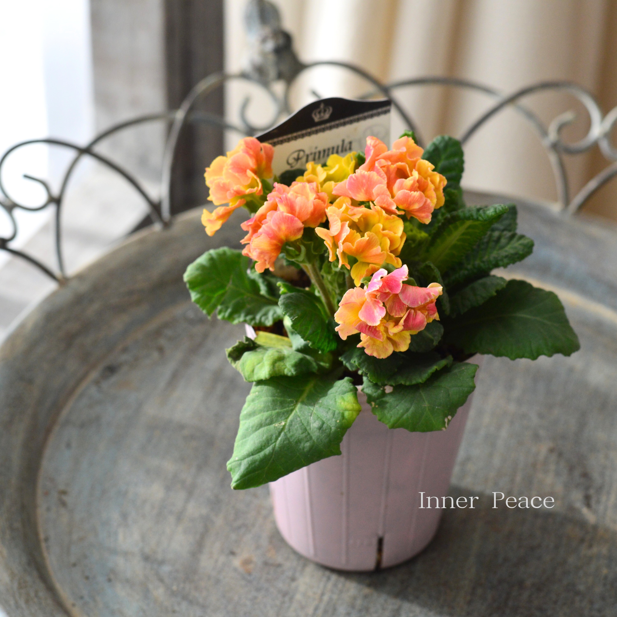 【k-plantsさん】 フリンジ咲き プリムラ 『クラシカルラパン・C』  　2.5寸ロングPOT