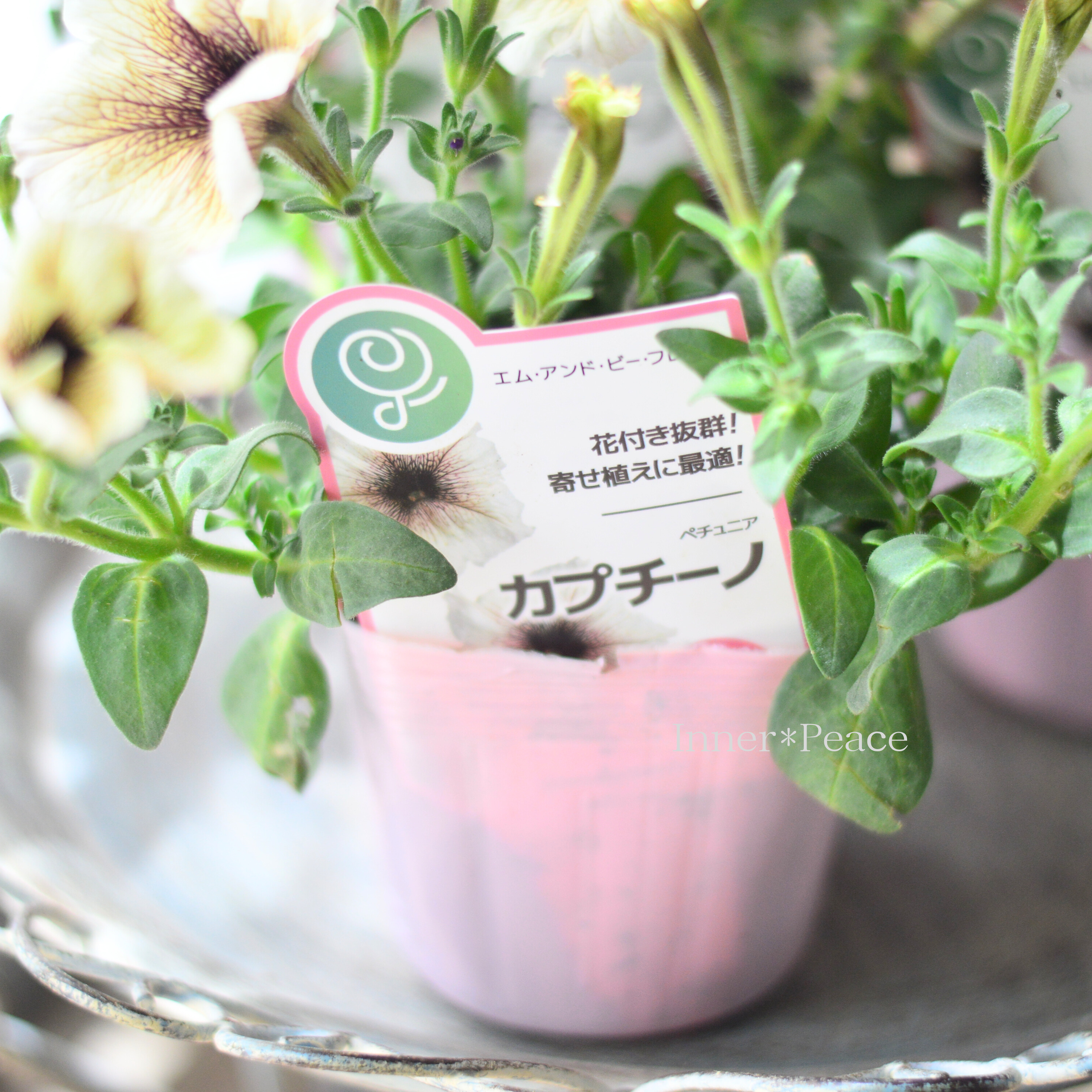 【オシャレ】 ペチュニア 『カプチーノ』　3.5寸POT