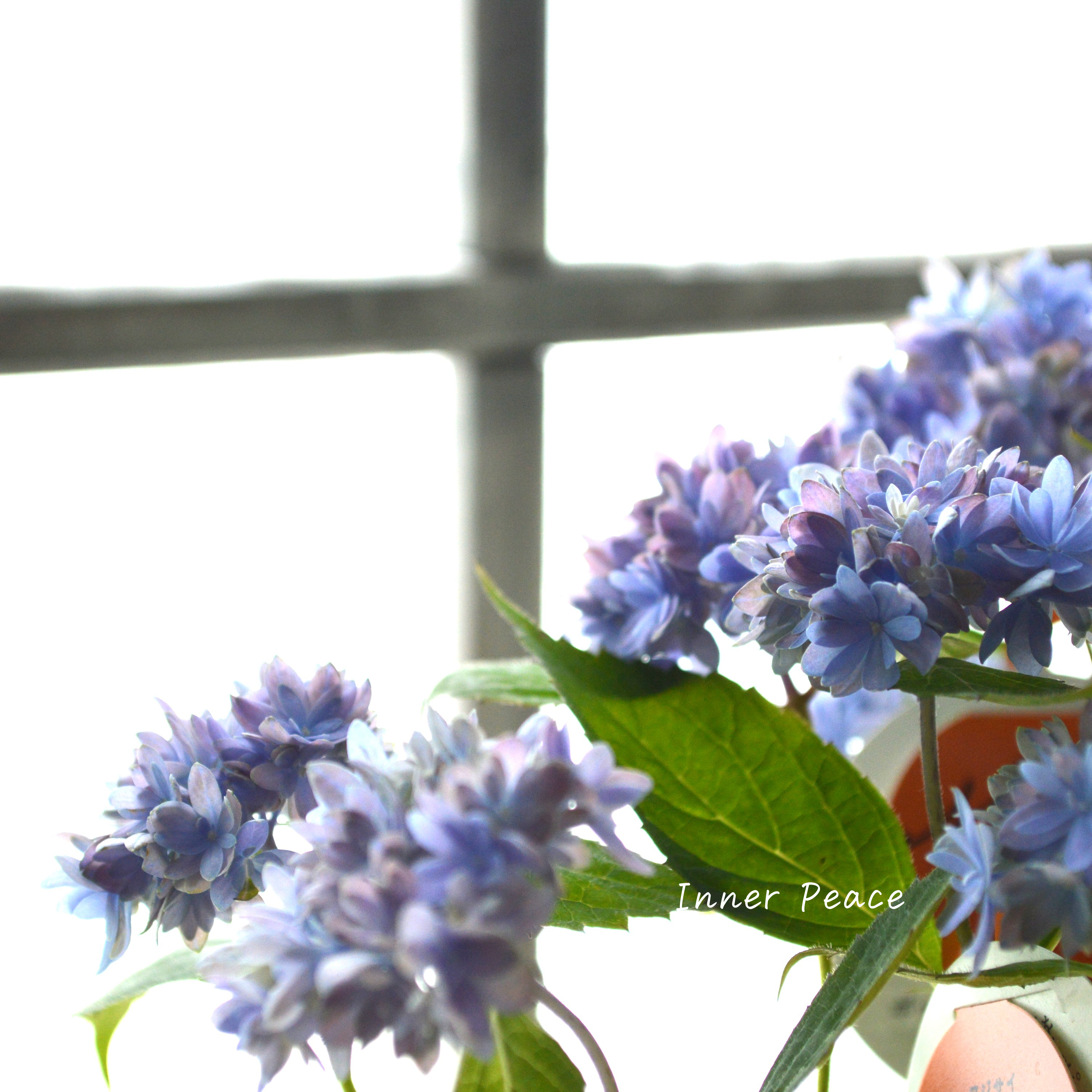 【吉岡麗子さん】 紫陽花 『マルルー・ブルー』  3号POT