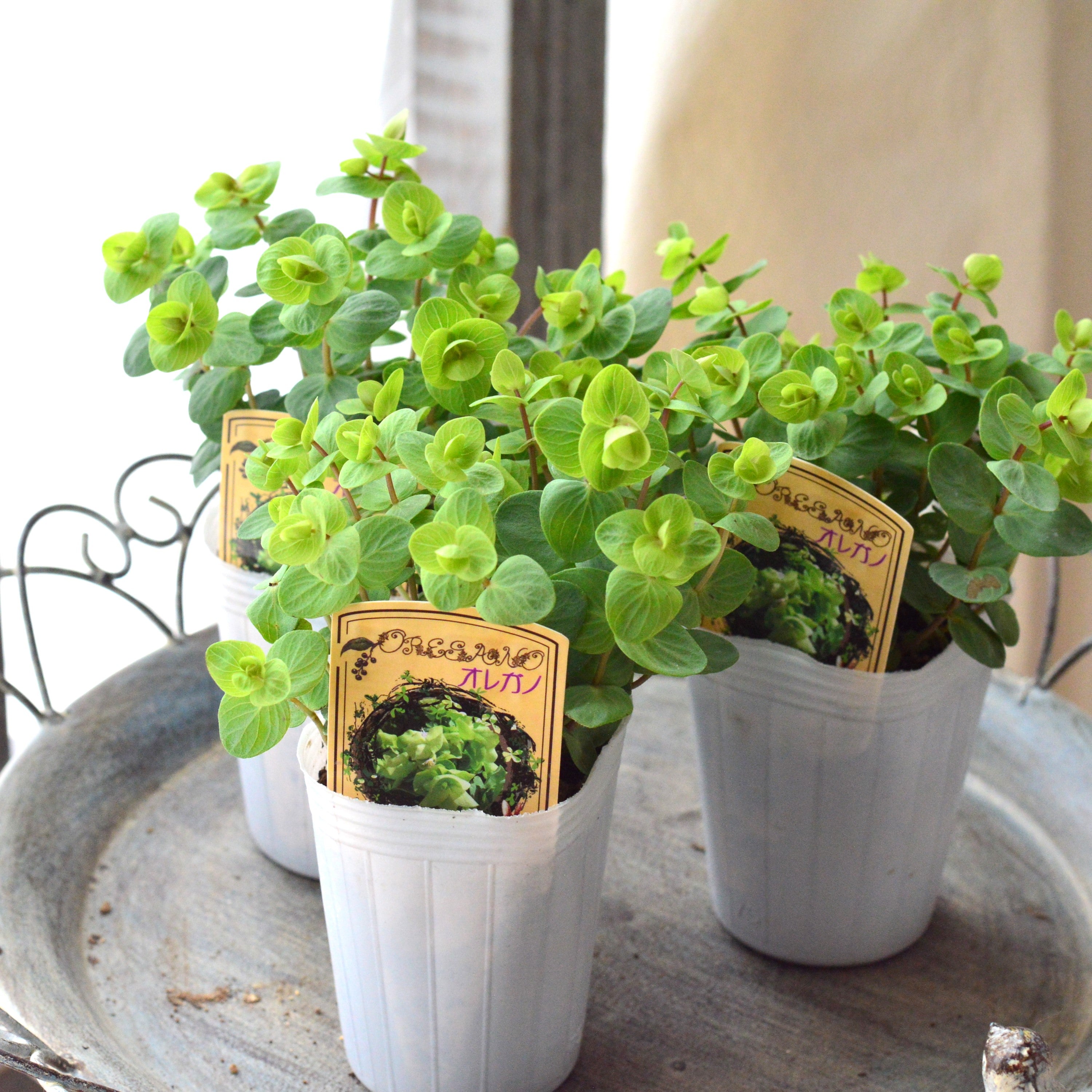【人気】 オレガノ・ロタンダフォーリア　2.5～3寸POT