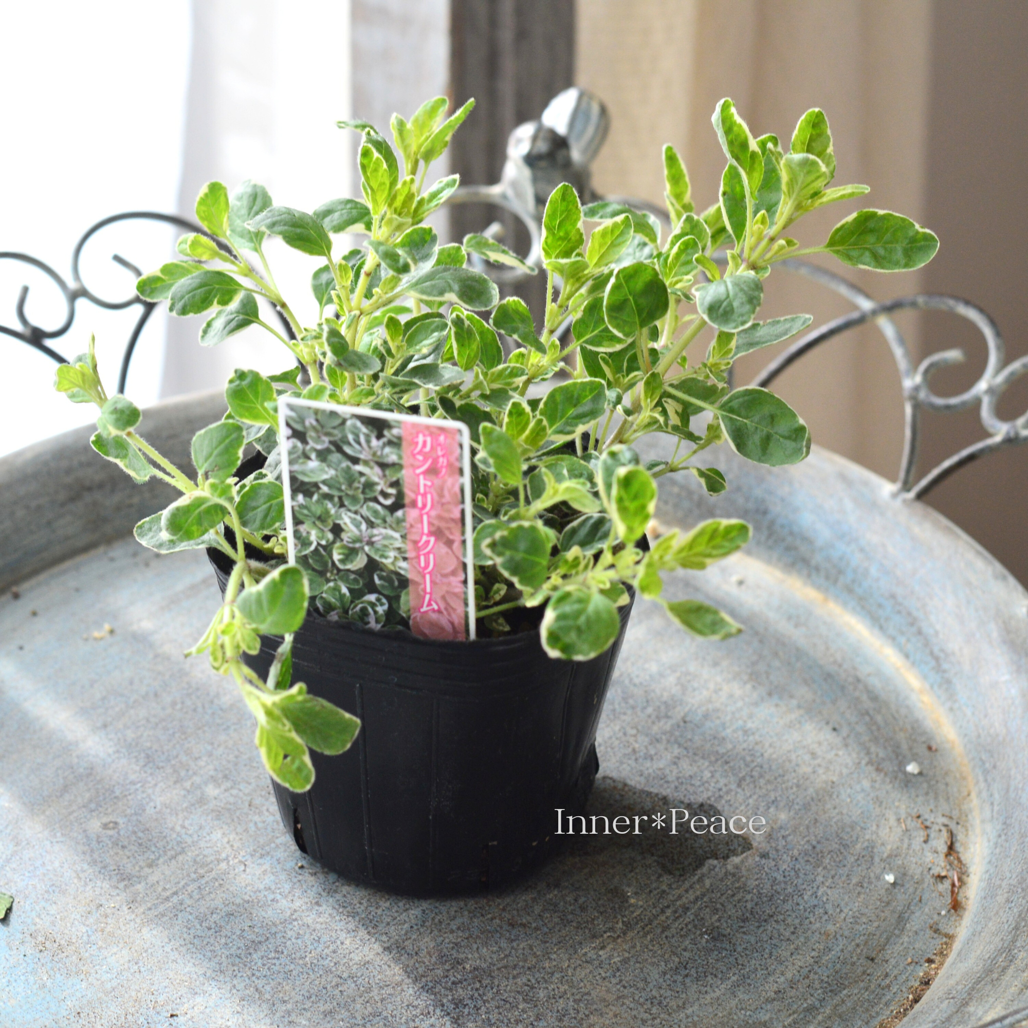 【斑入り】 オレガノ 『カントリークリーム』　　3寸POT