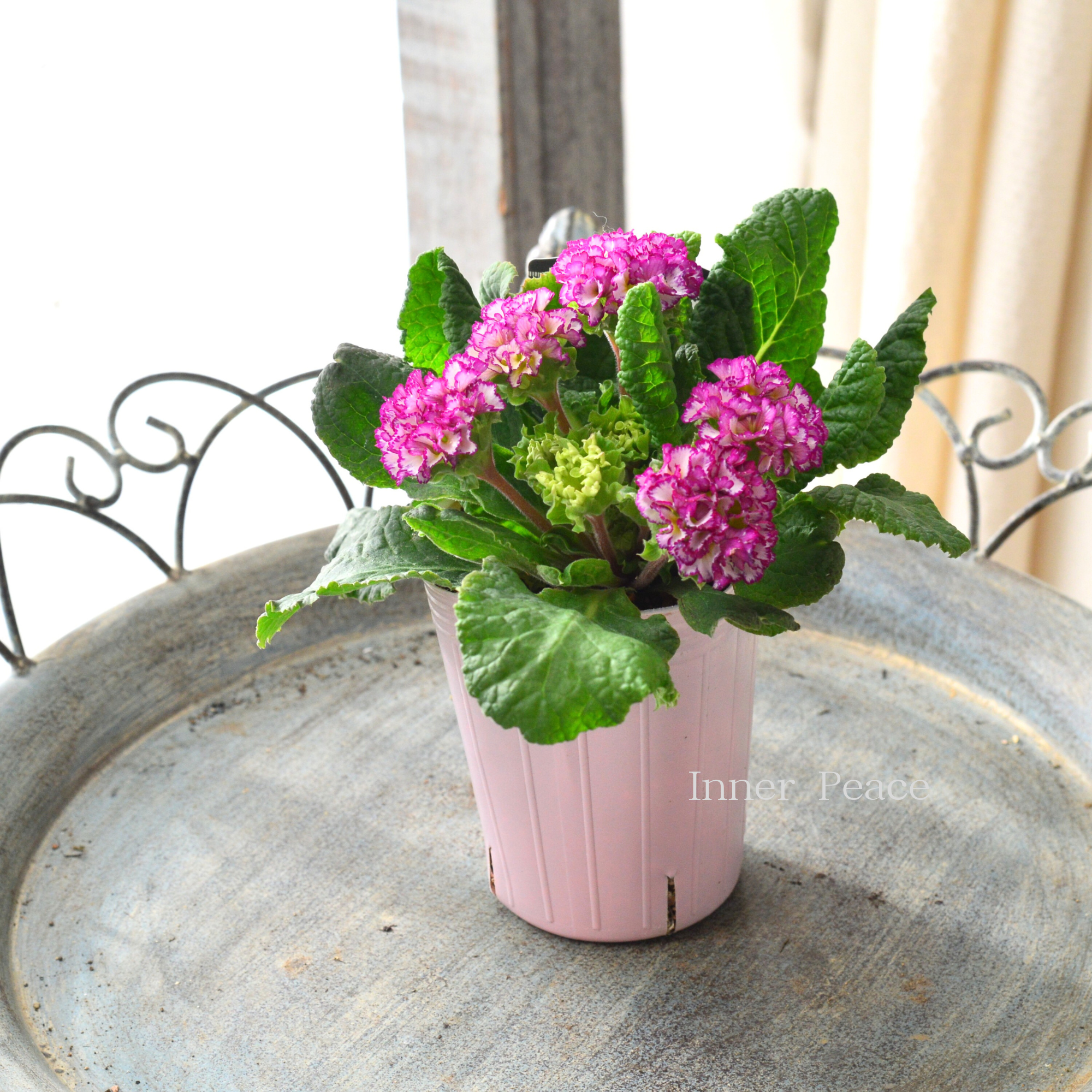 k-plantsさん】 フリンジ咲き プリムラ 『ポンポンラパン・②』 2.5寸