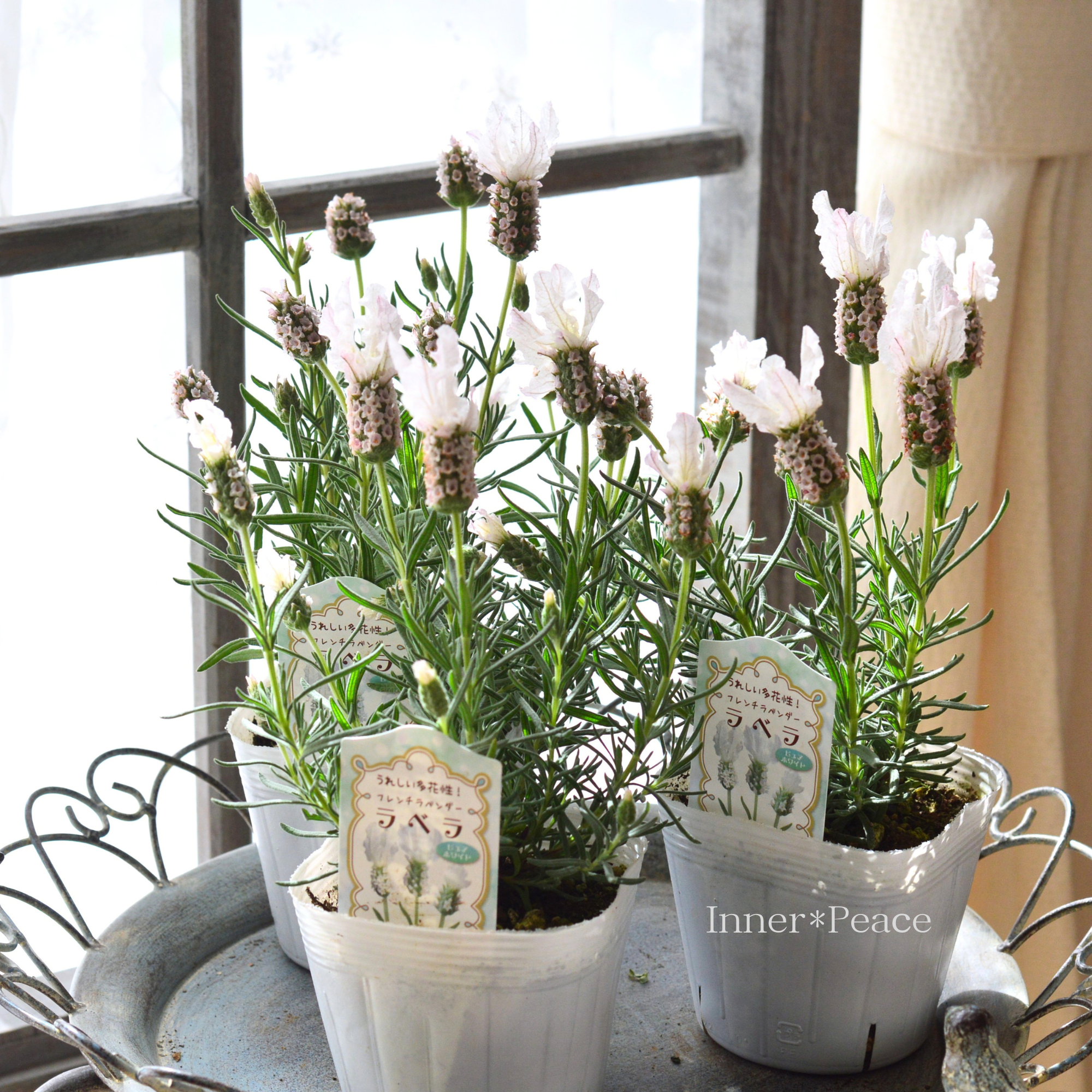 【かわいい】  フレンチラベンダー 『ラベラ・ピュアホワイト』 　3.5寸POT