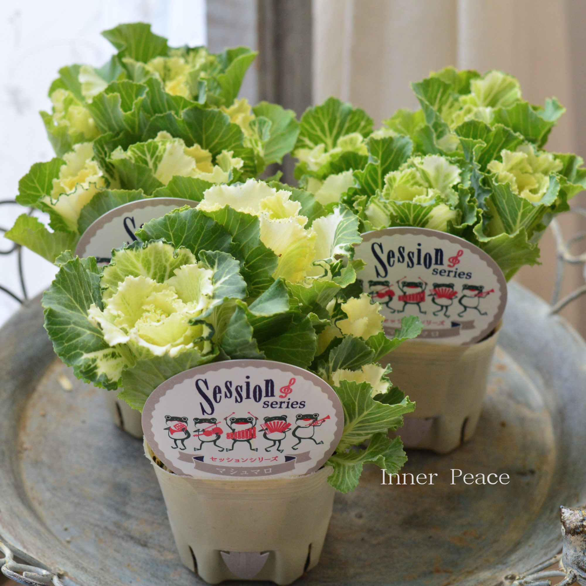 【５本植え】 葉牡丹　『セッション・マシュマロ』  3寸POT