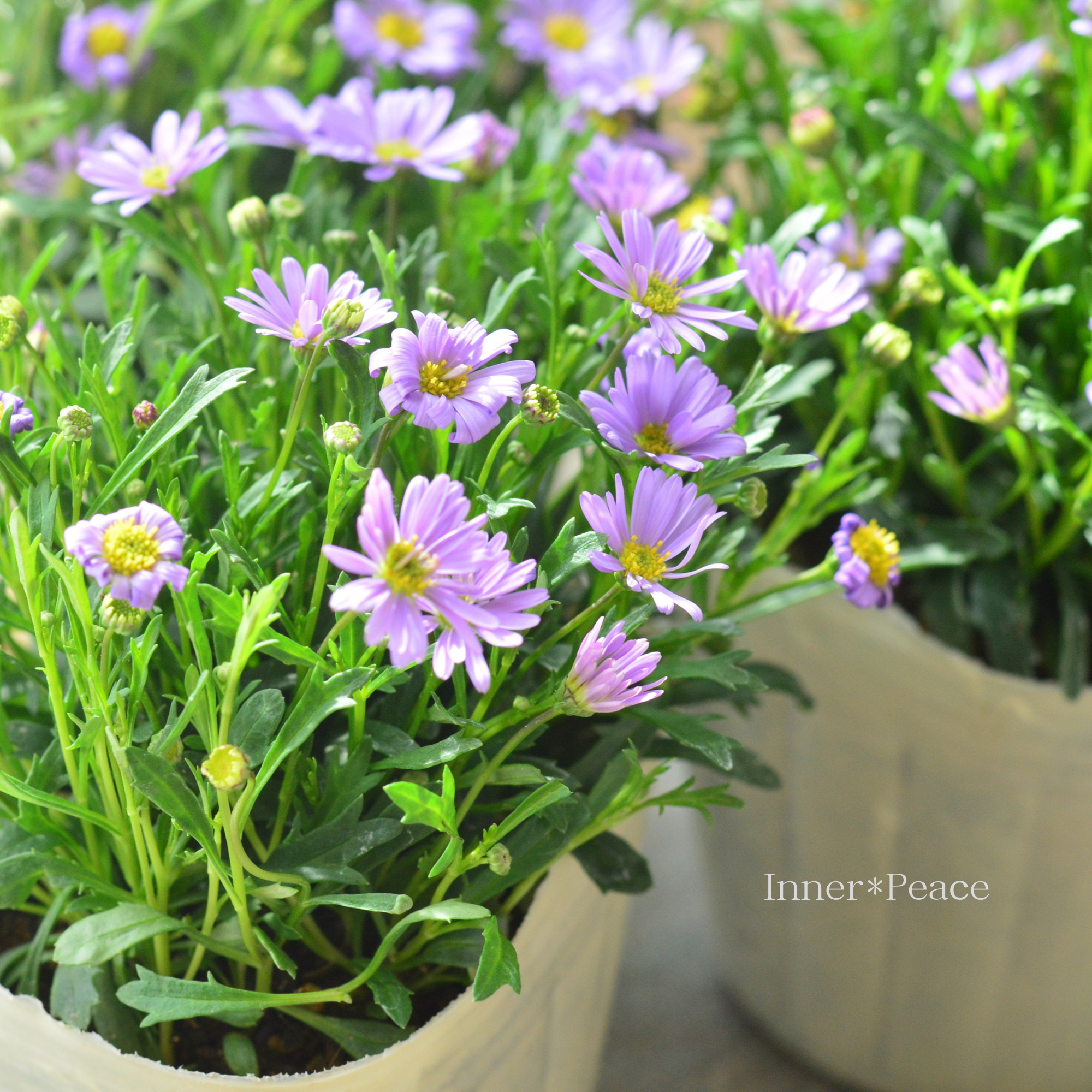 【かわいい】 ブラキカム　『マウブディライト』　　3寸POT