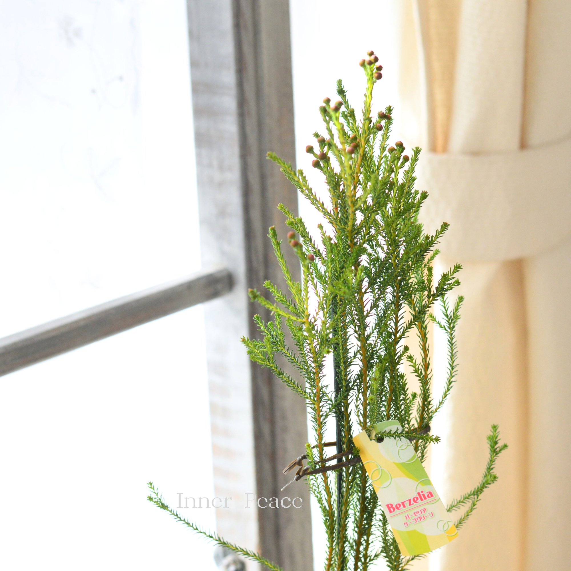 【個性的】 バーゼリア（ベルゼリア）　『ケープグリーン』　      3寸POT