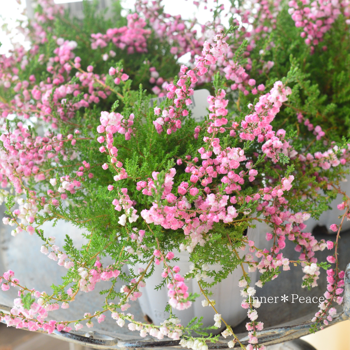 【豪華】 八重咲きカルーナ　『ジュエルドロップス・パール　ピンク系』　　3寸POT