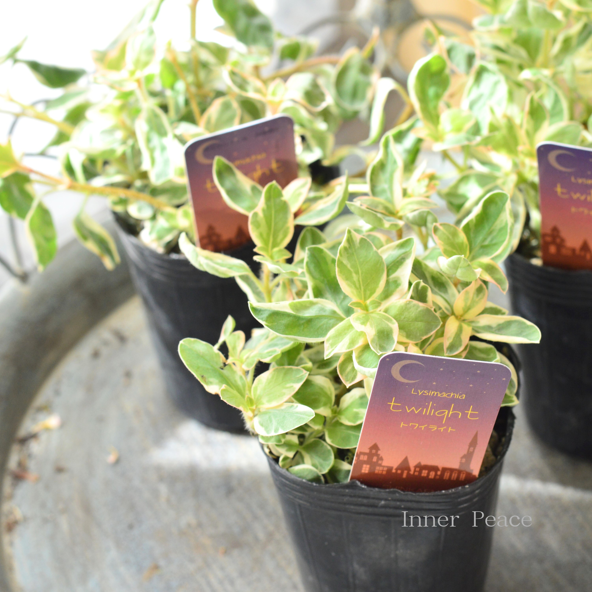 【カラーリーフ】 リシマキア 『トワイライト』　　2.5～3寸POT