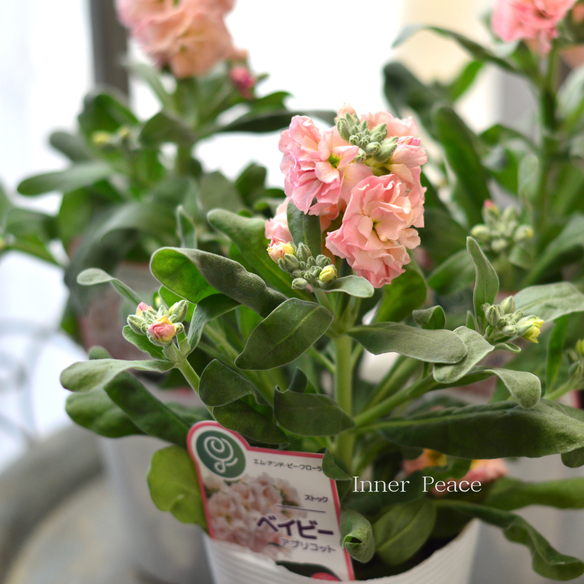 【八重咲き】 ストック ベイビー  『アプリコット』　  3寸ロングPOT